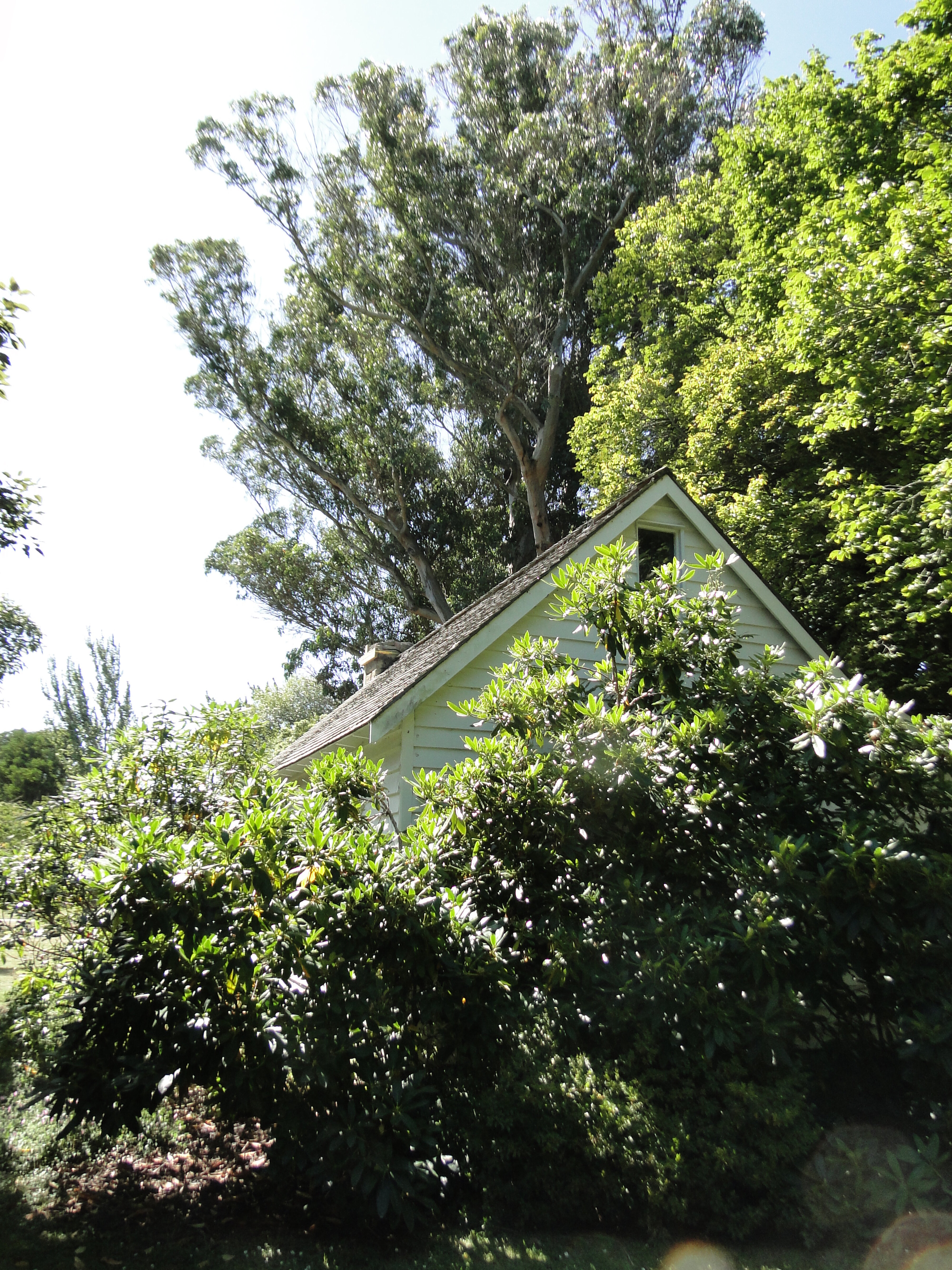 Eucalyptus  globulus 1857 Riccarton Bush 8