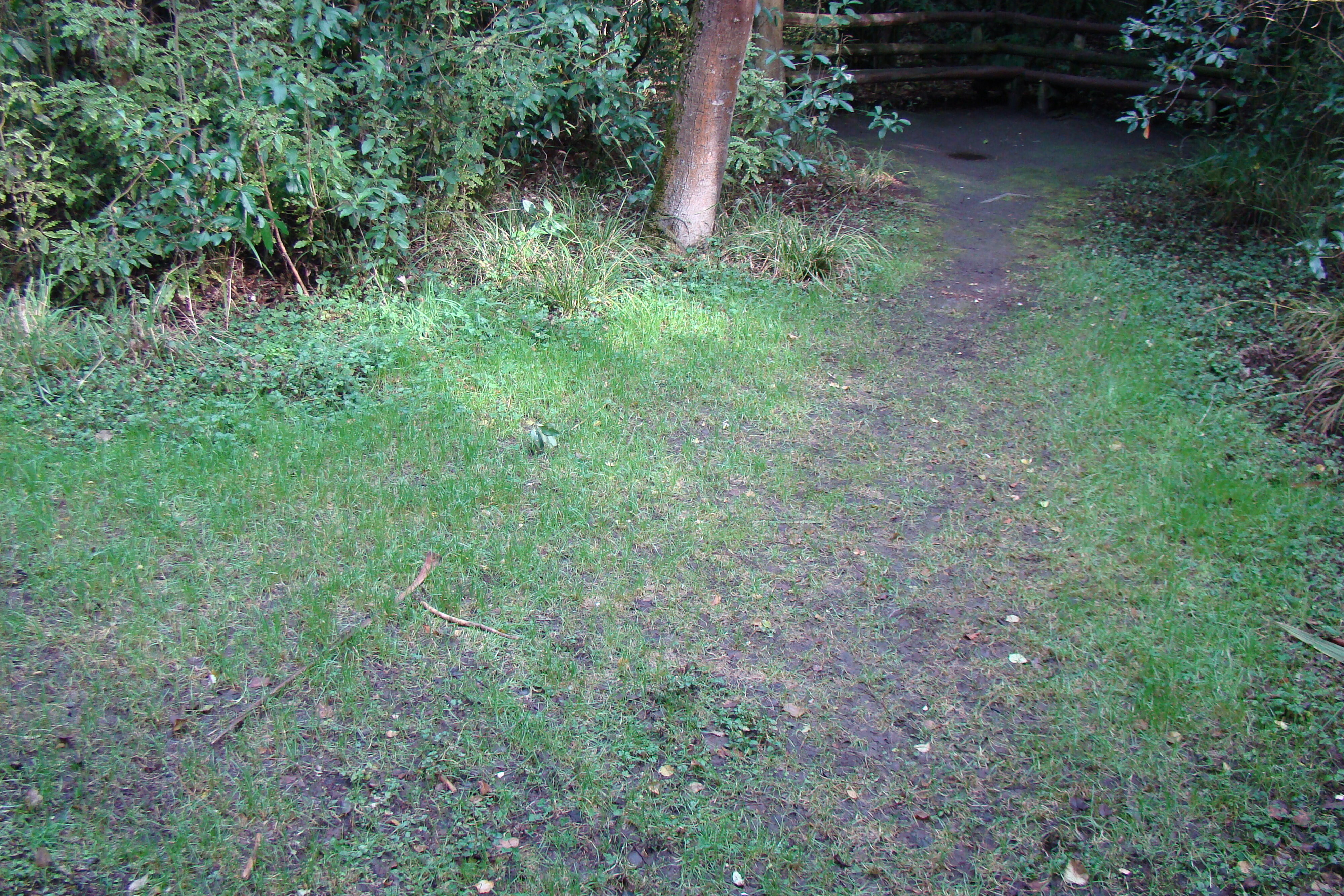 Grass Area Riccarton Bush