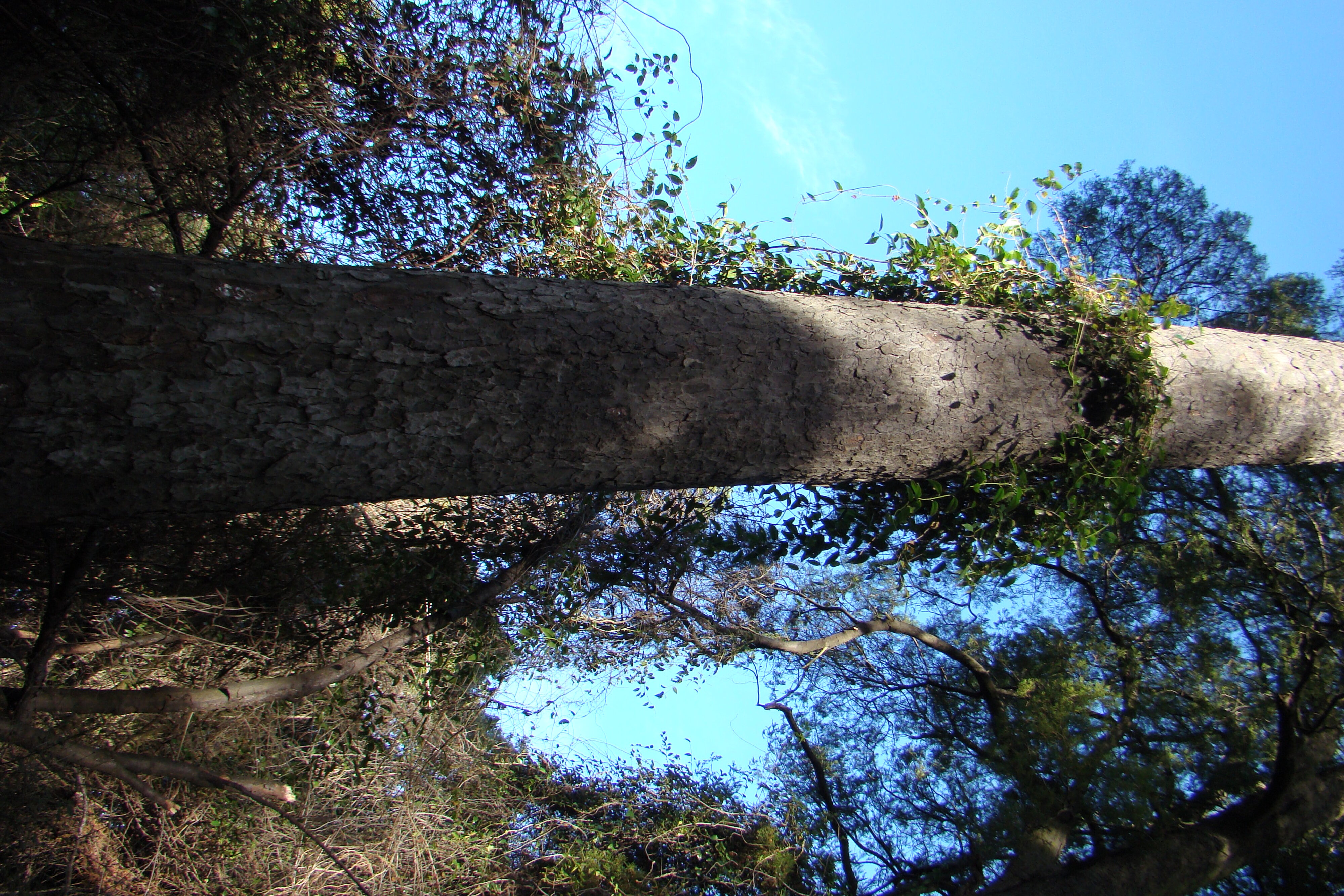 Kahikatea &amp; Passiflora tetrandra Riccarton Bush
