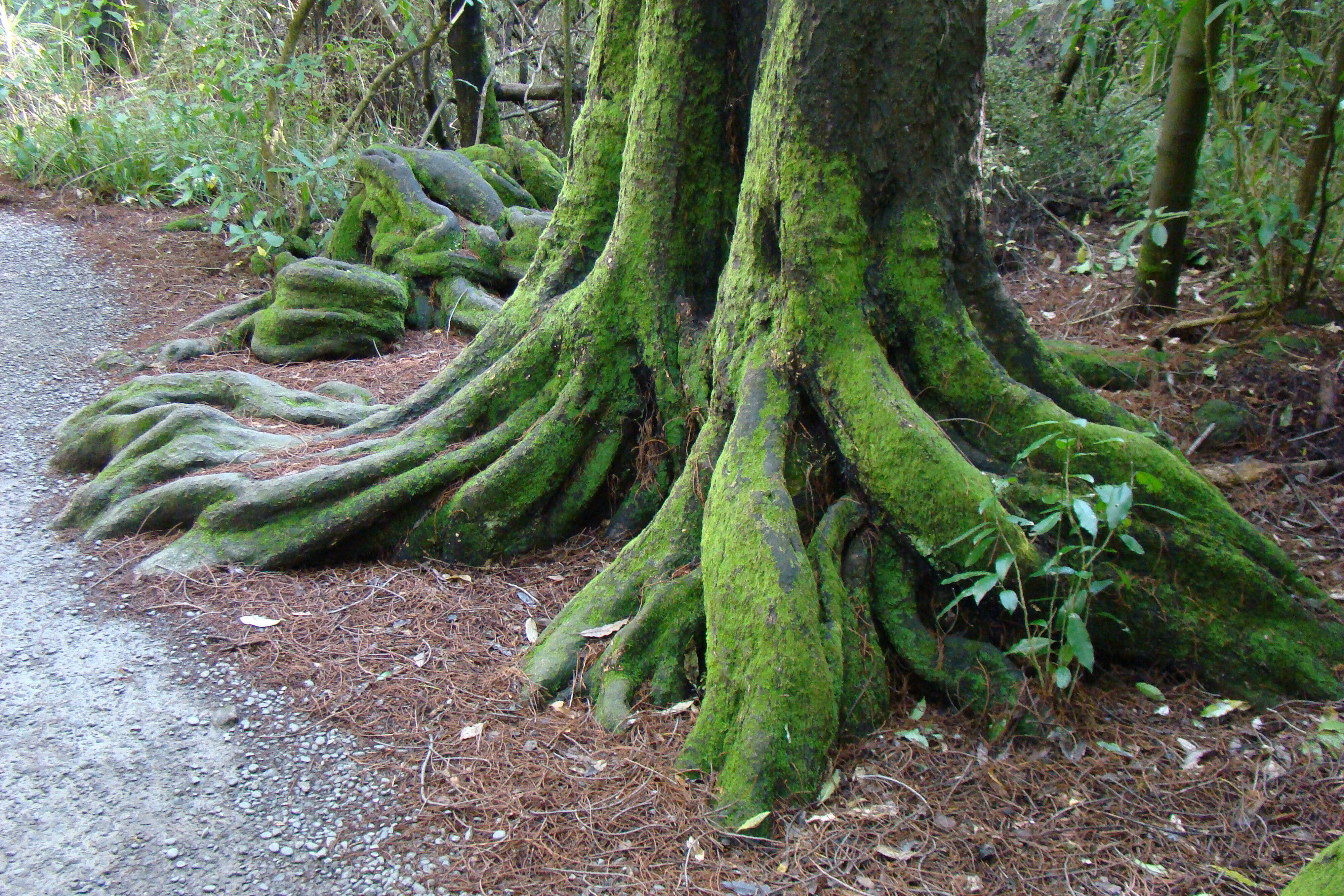 Kahikatea roots Riccarton Bush 1