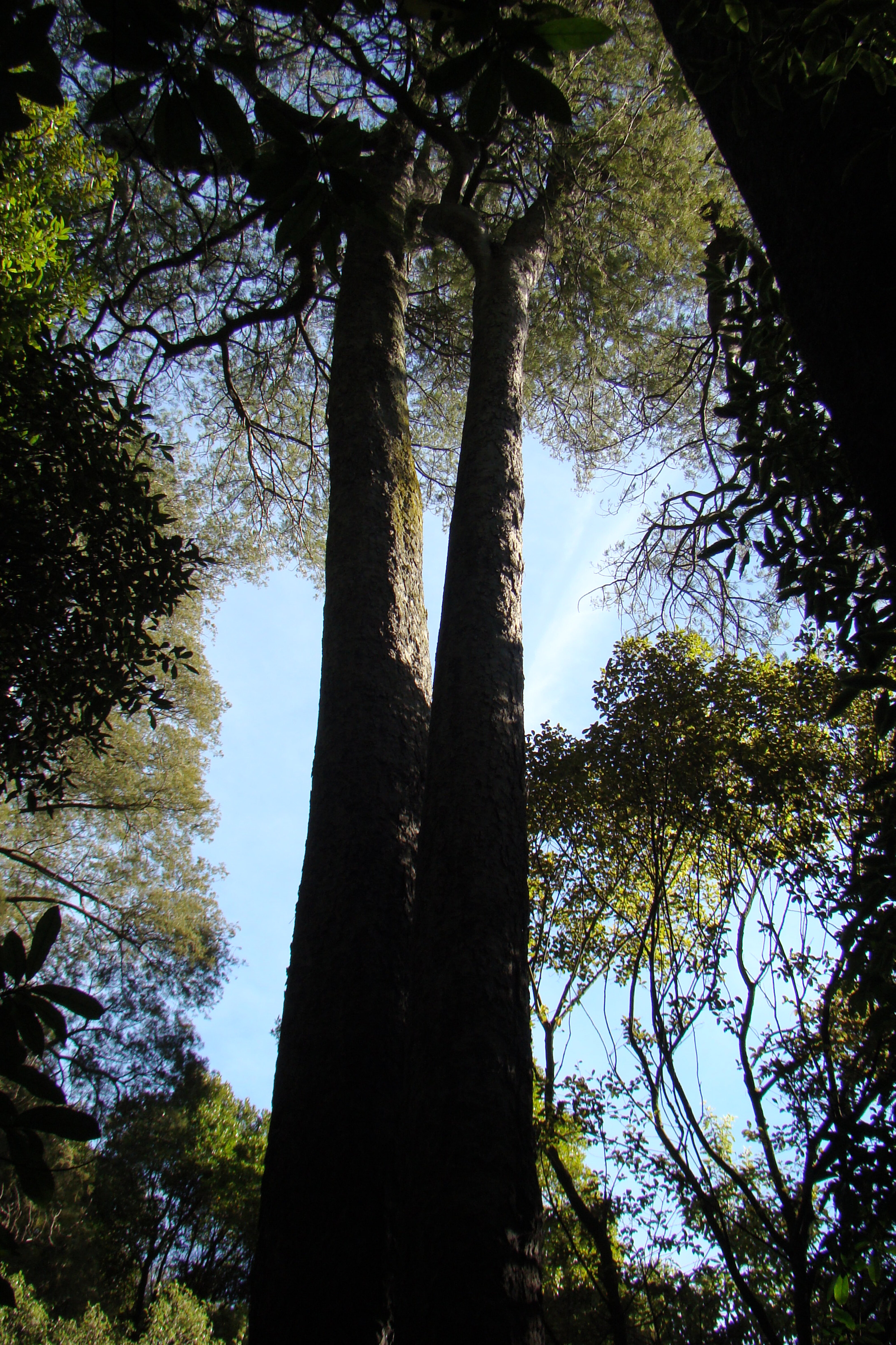 Kahikatea trunk Riccarton Bush 3