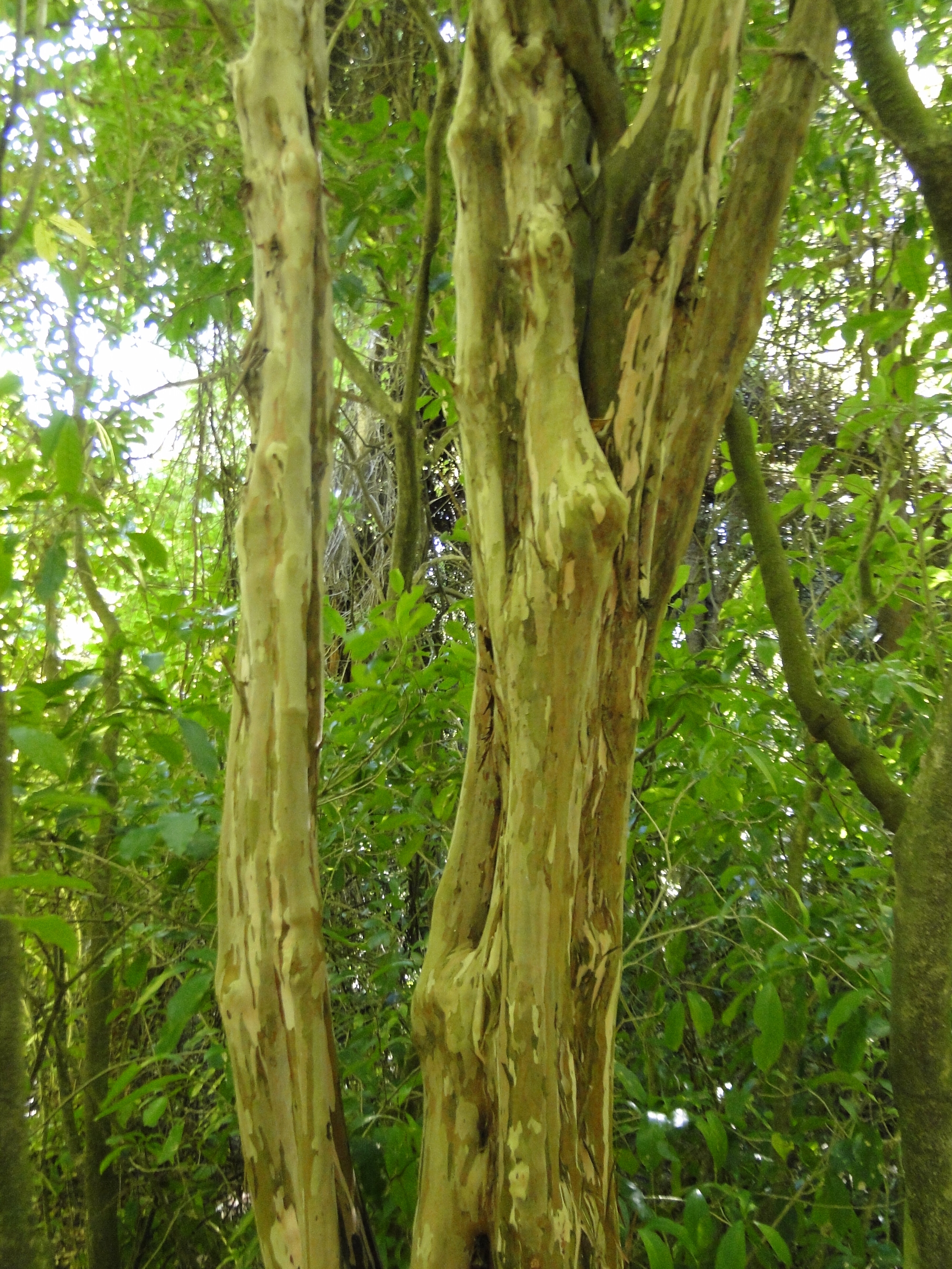 Lophomyrtus obcordata Rohutu Riccarton Bush 2