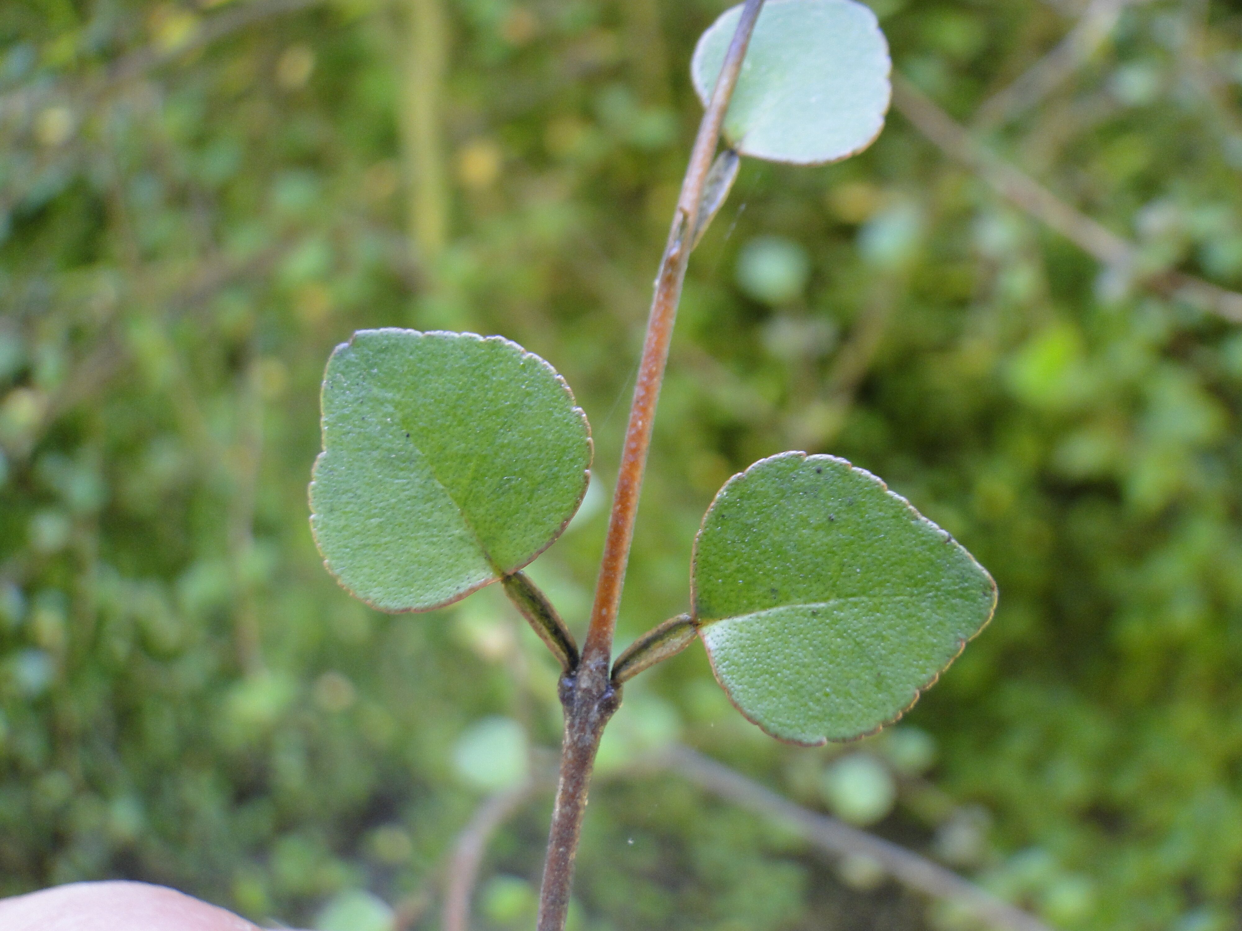 Melicope simplex - Poataniwha - Riccarton Bush 1