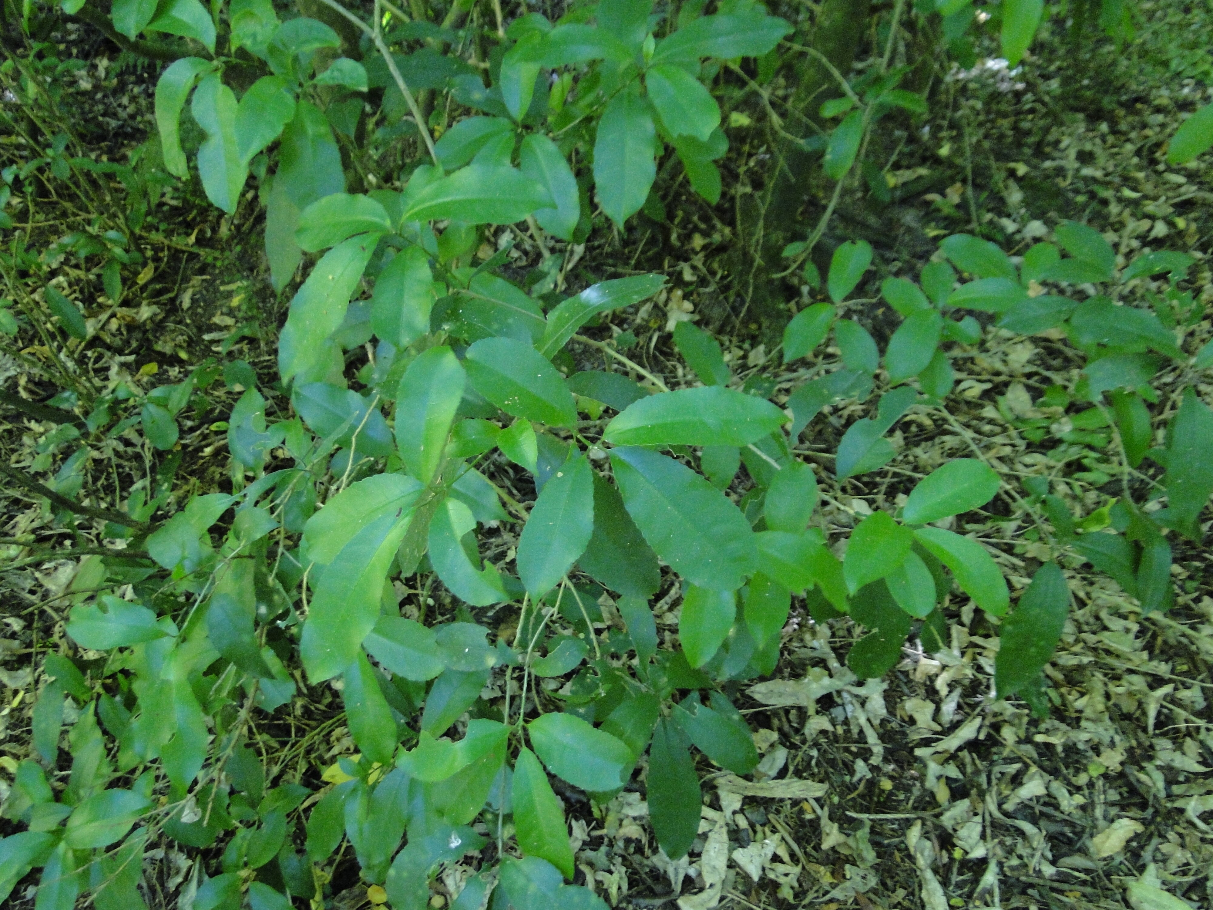 Melicytus ramiflorus - Mahoe - Whiteywood - Riccarton Bush 2