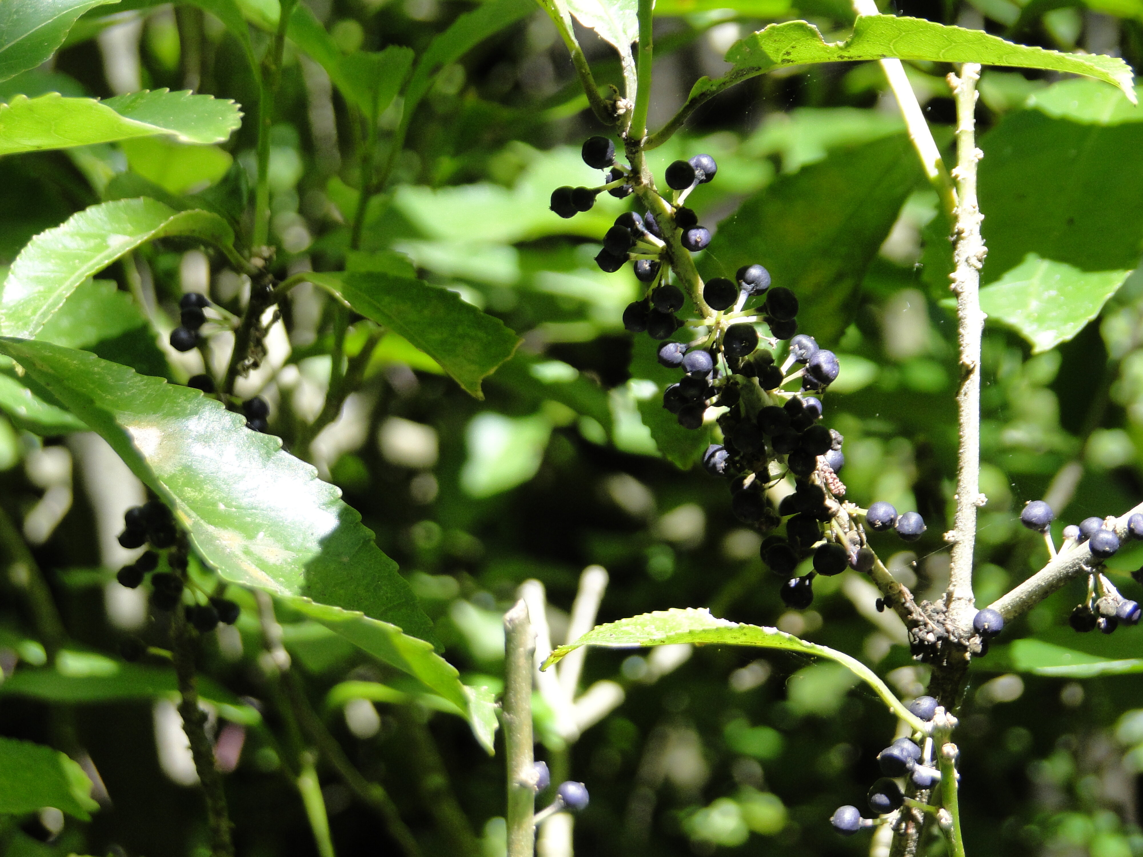 Melicytus ramiflorus - Mahoe - Whiteywood - Riccarton Bush 4