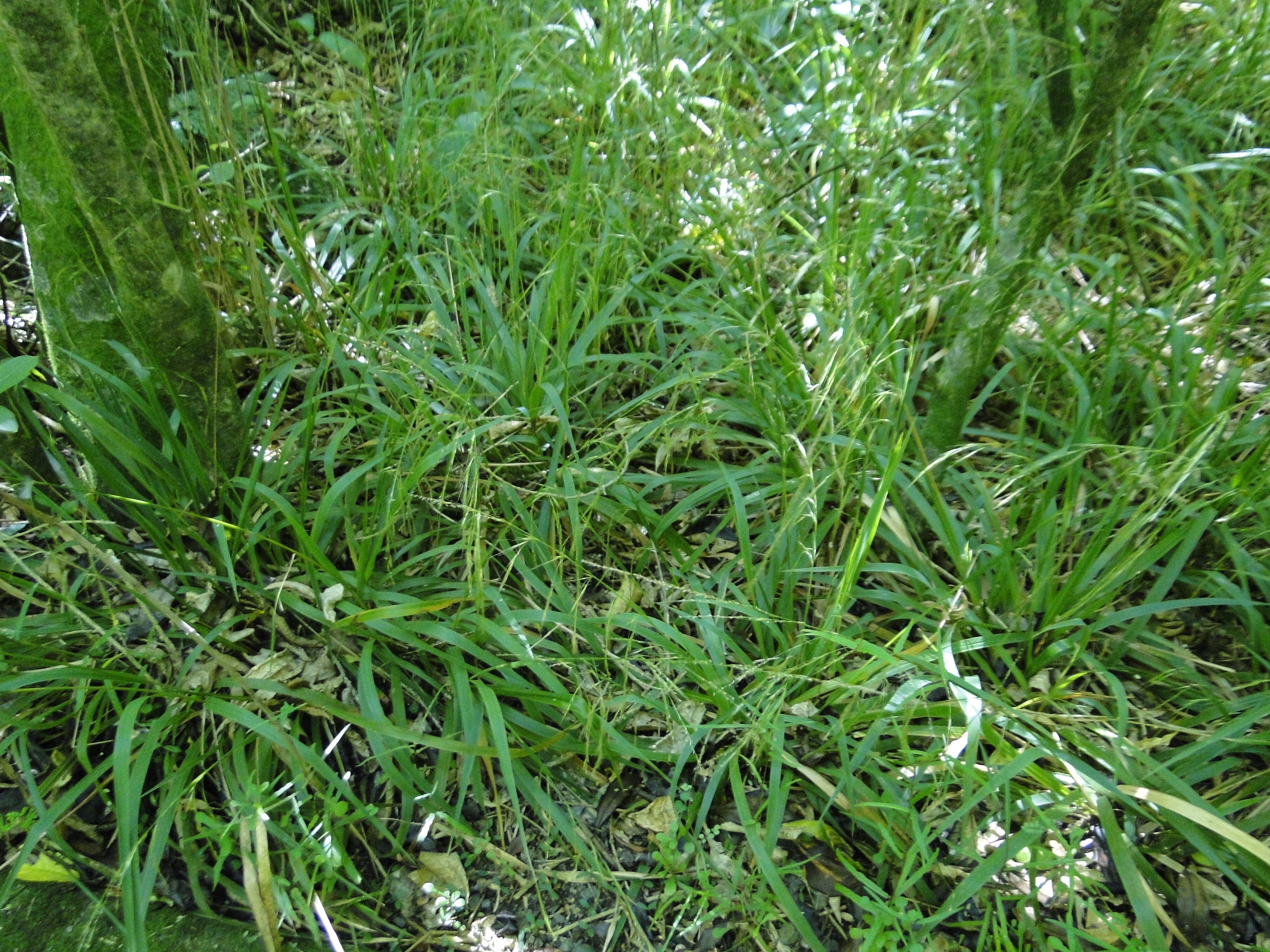 Microlaena avenacea - bush rice grass - Riccarton Bush 2