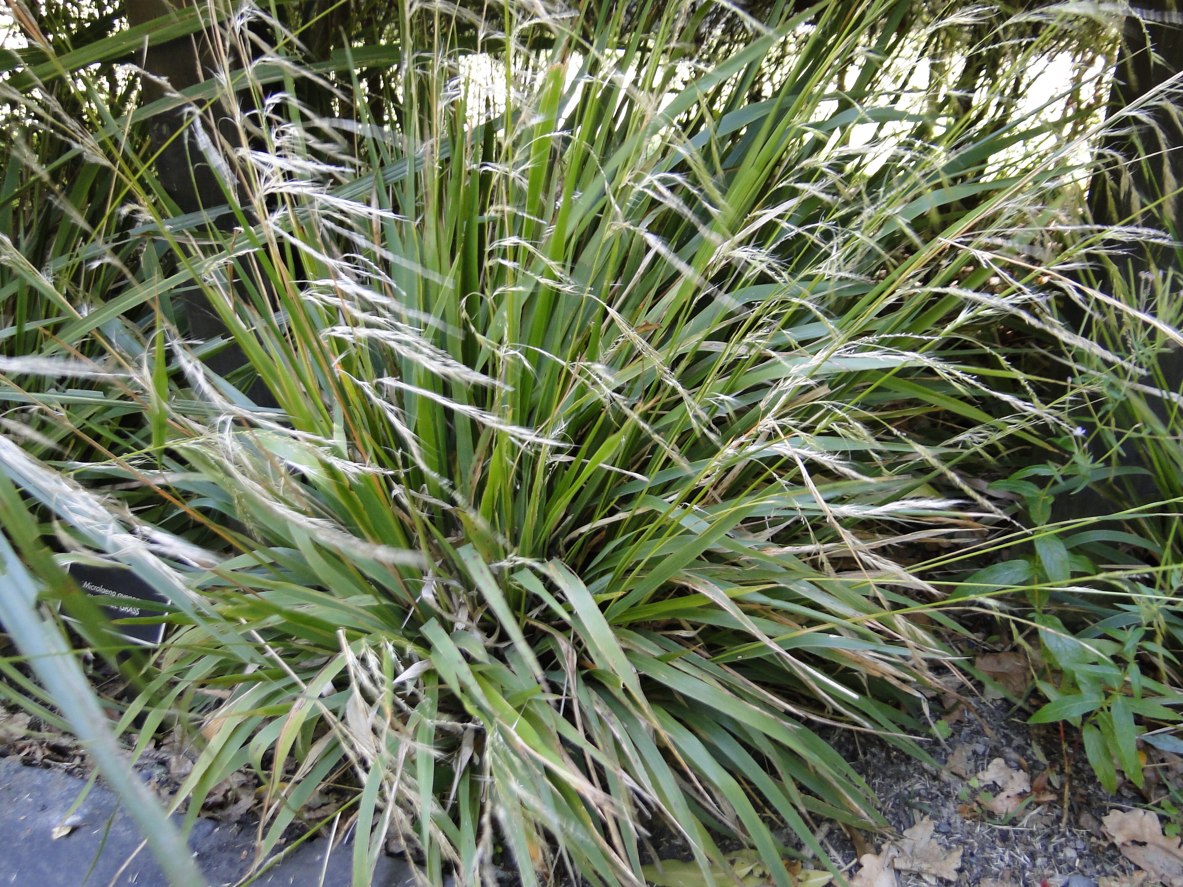 Microlaena avenacea - bush rice grass - Riccarton Bush 3