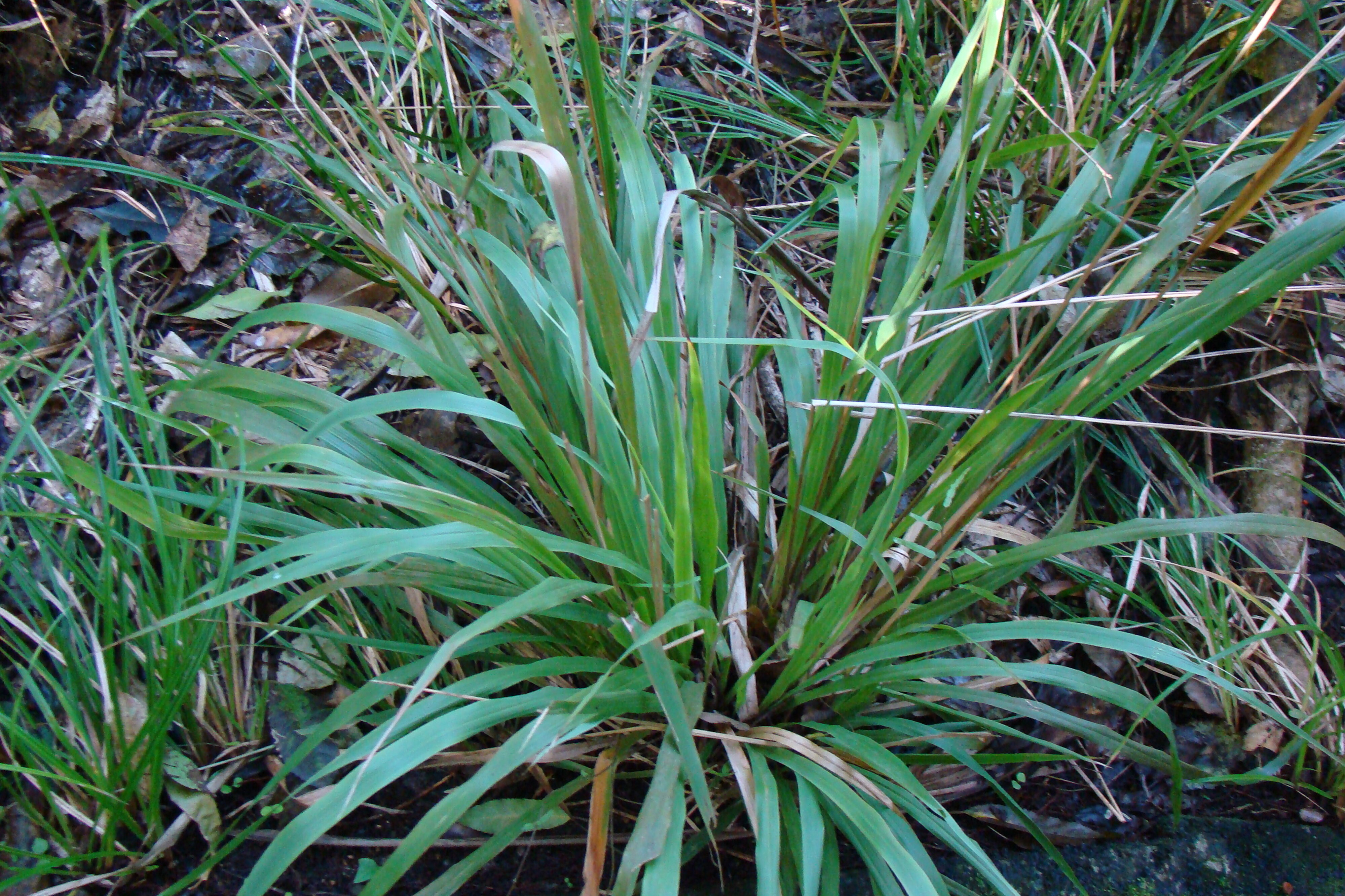 Microlaena avenacea - bush rice grass - Riccarton Bush 4
