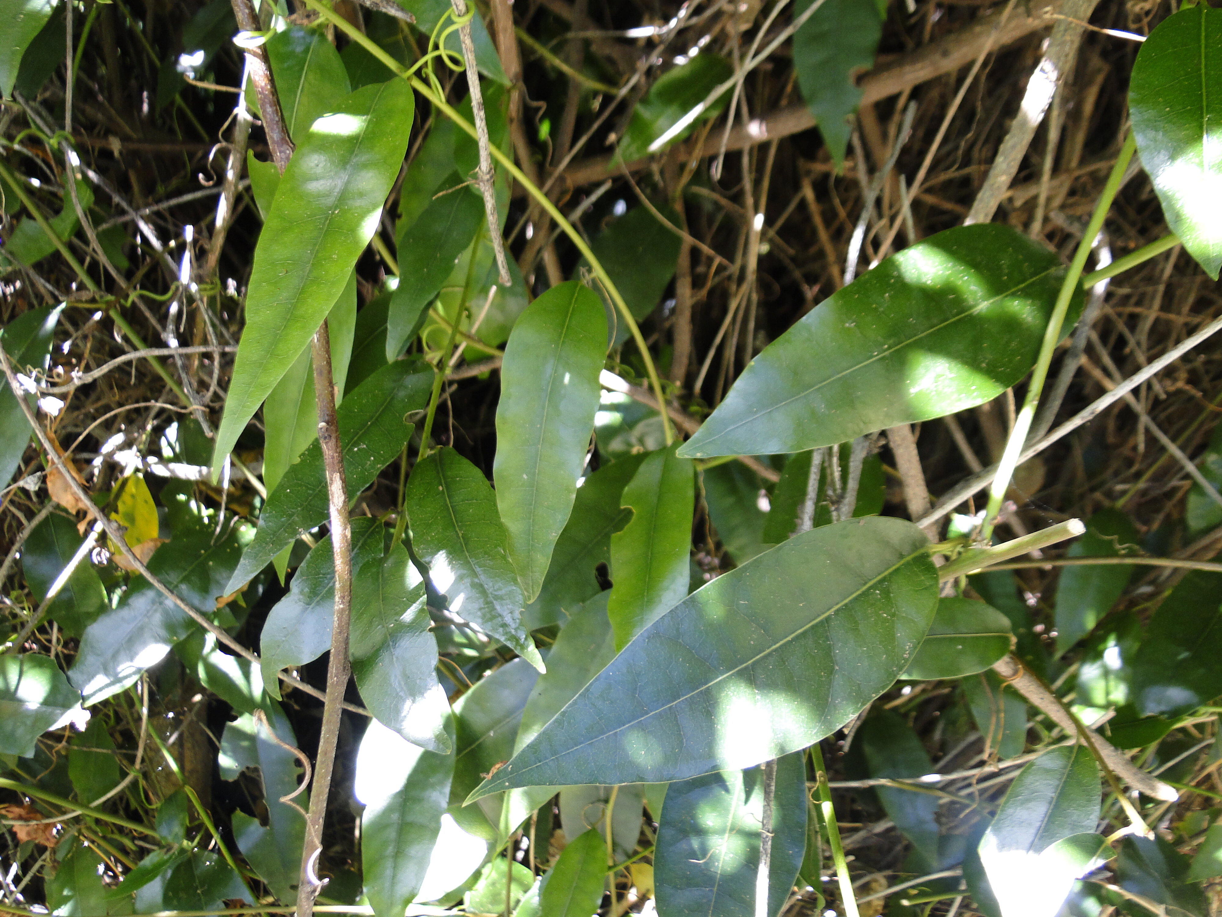 Passiflora tetrandra - Kohia - Riccarton Bush 2