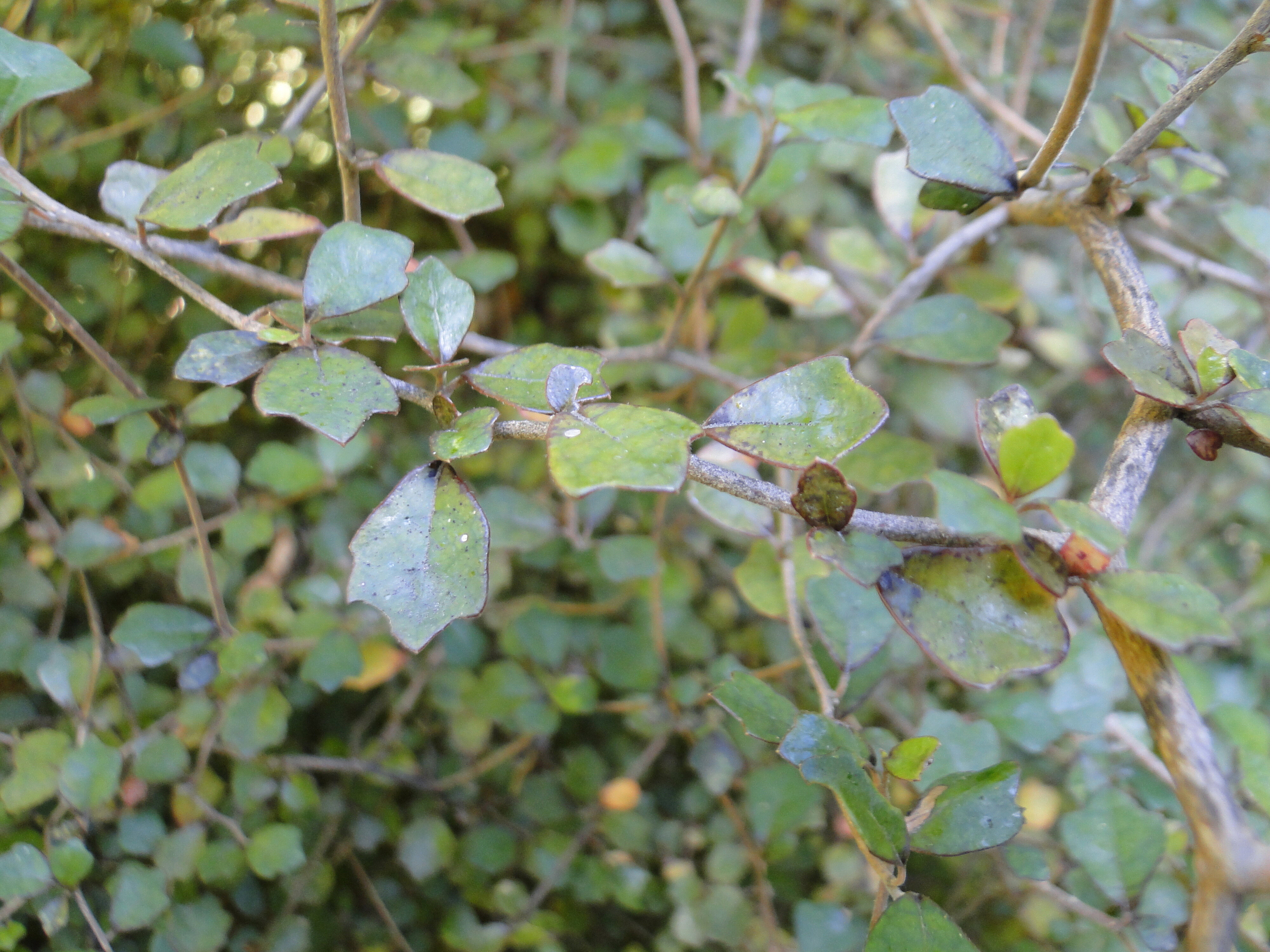 Pennantia corymbosa - Kaikomako - Riccarton Bush 2