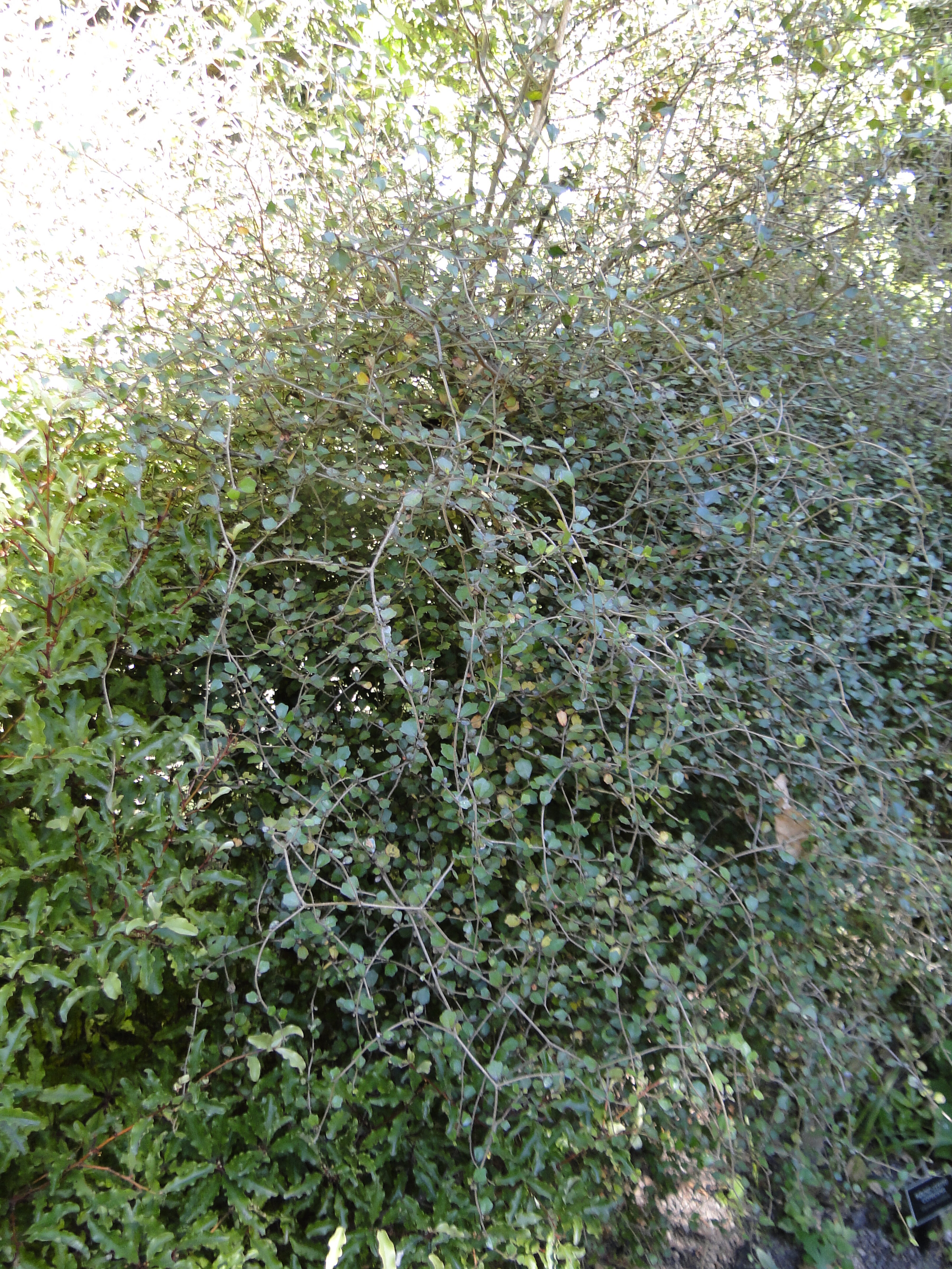 Pennantia corymbosa - Kaikomako - Riccarton Bush 3