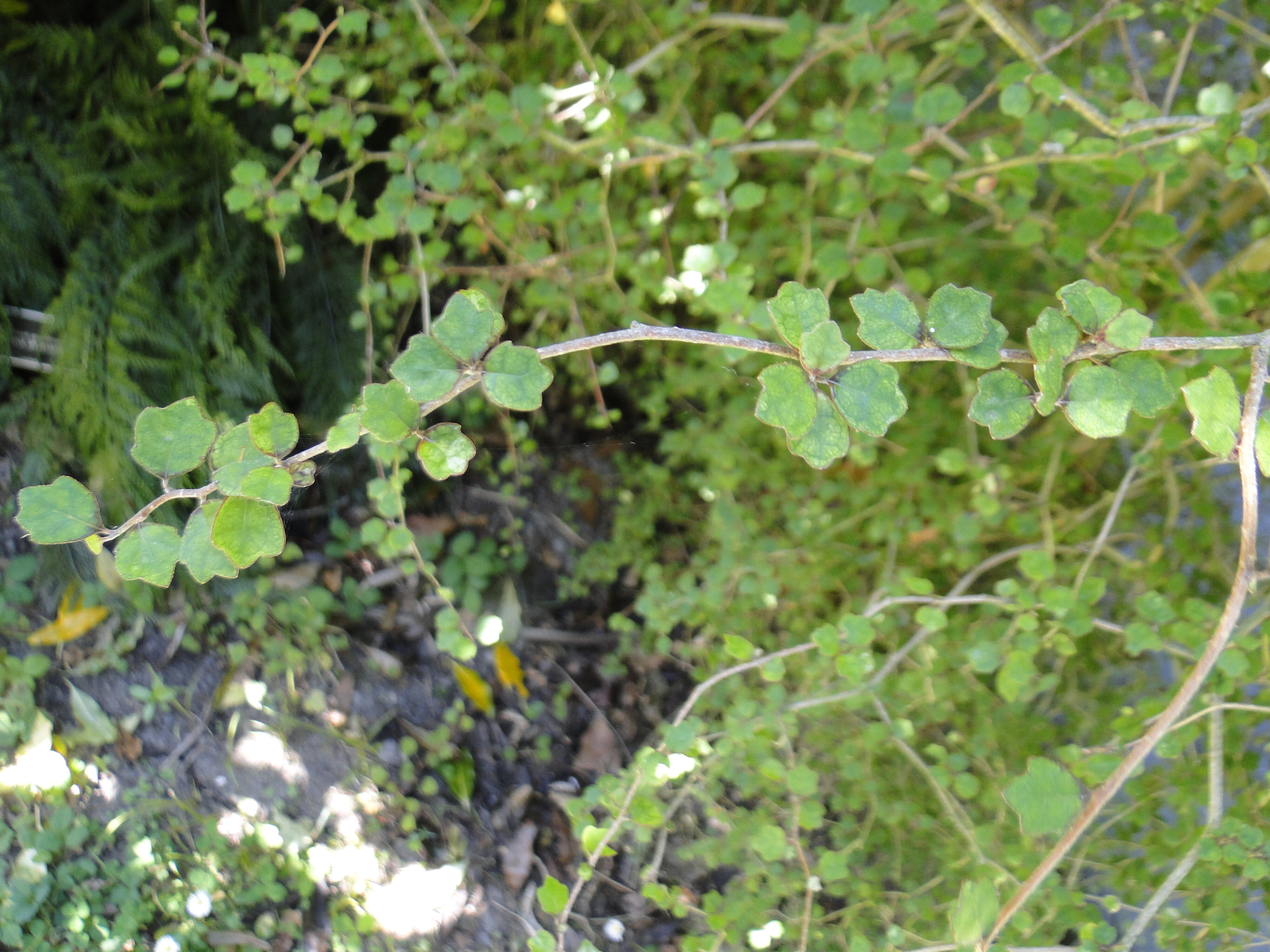 Pennantia corymbosa - Kaikomako - Riccarton Bush 4