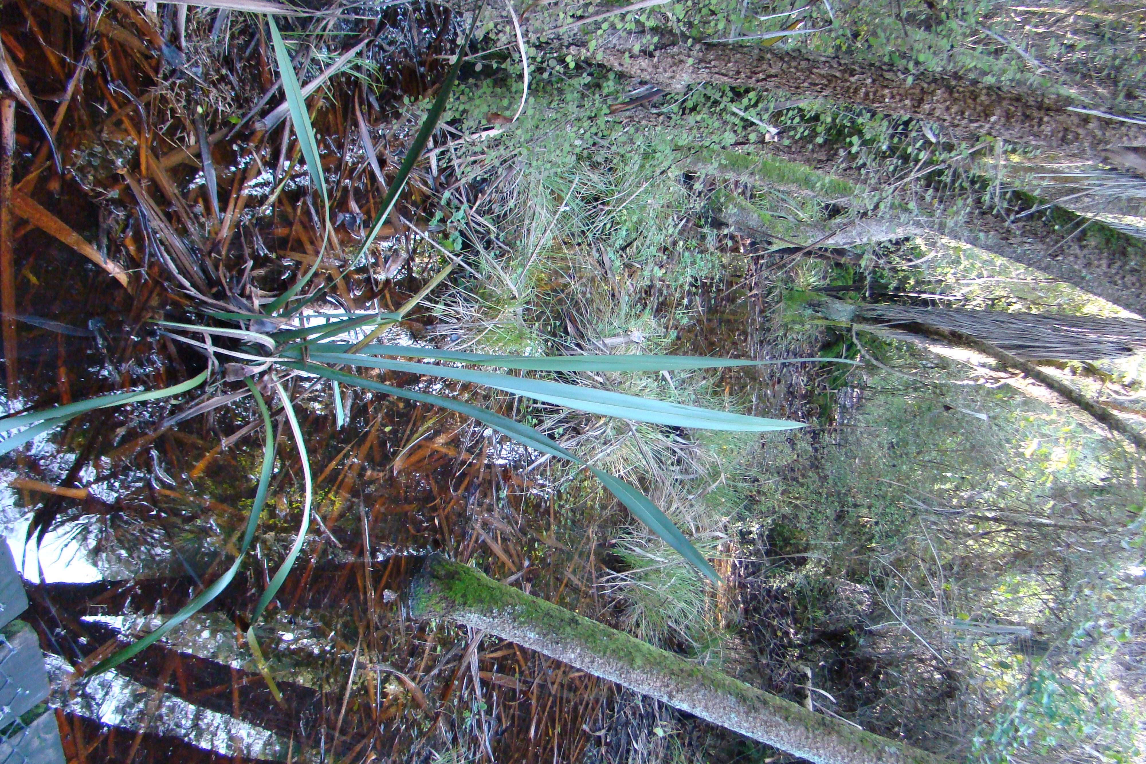 Phormium tenax Riccarton Bush