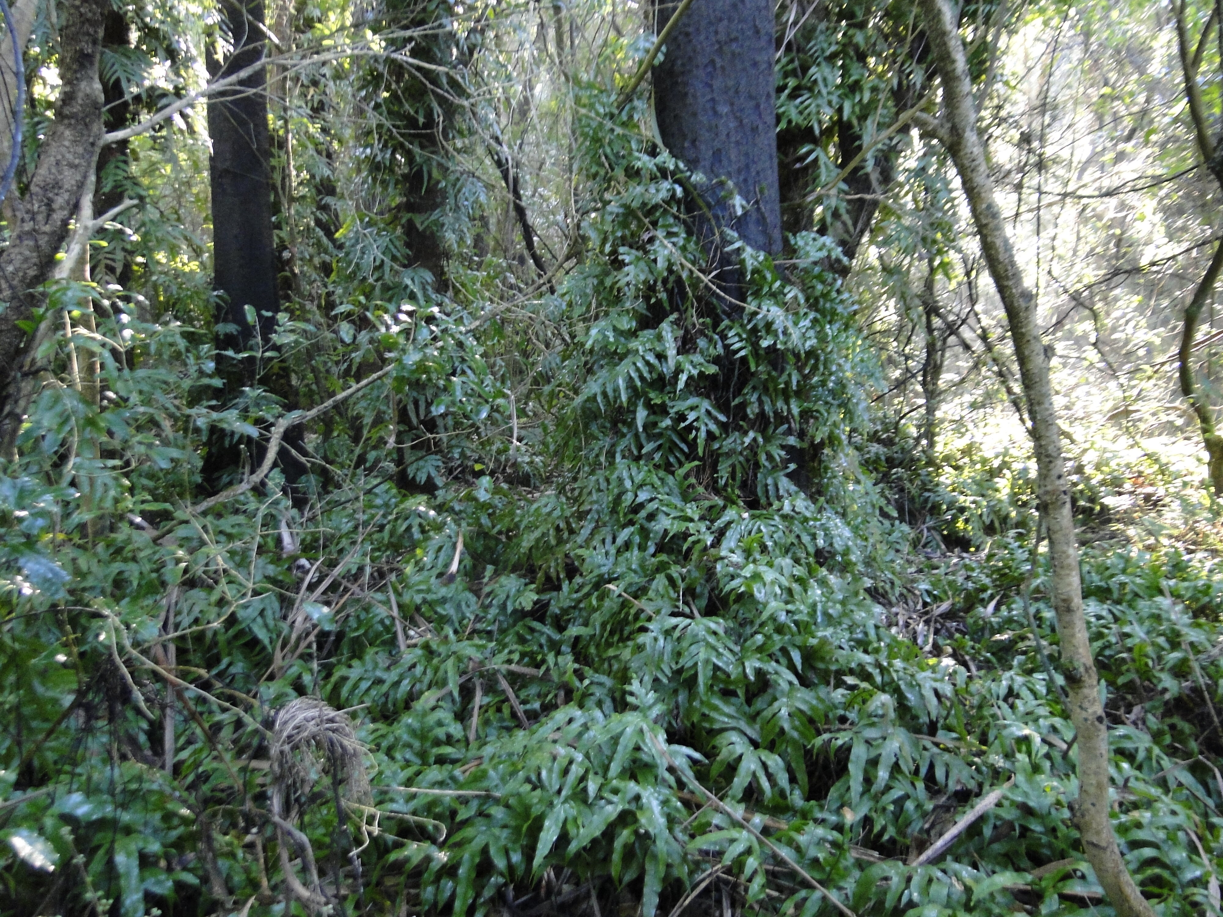 Phymatosorus  Riccarton Bush 3