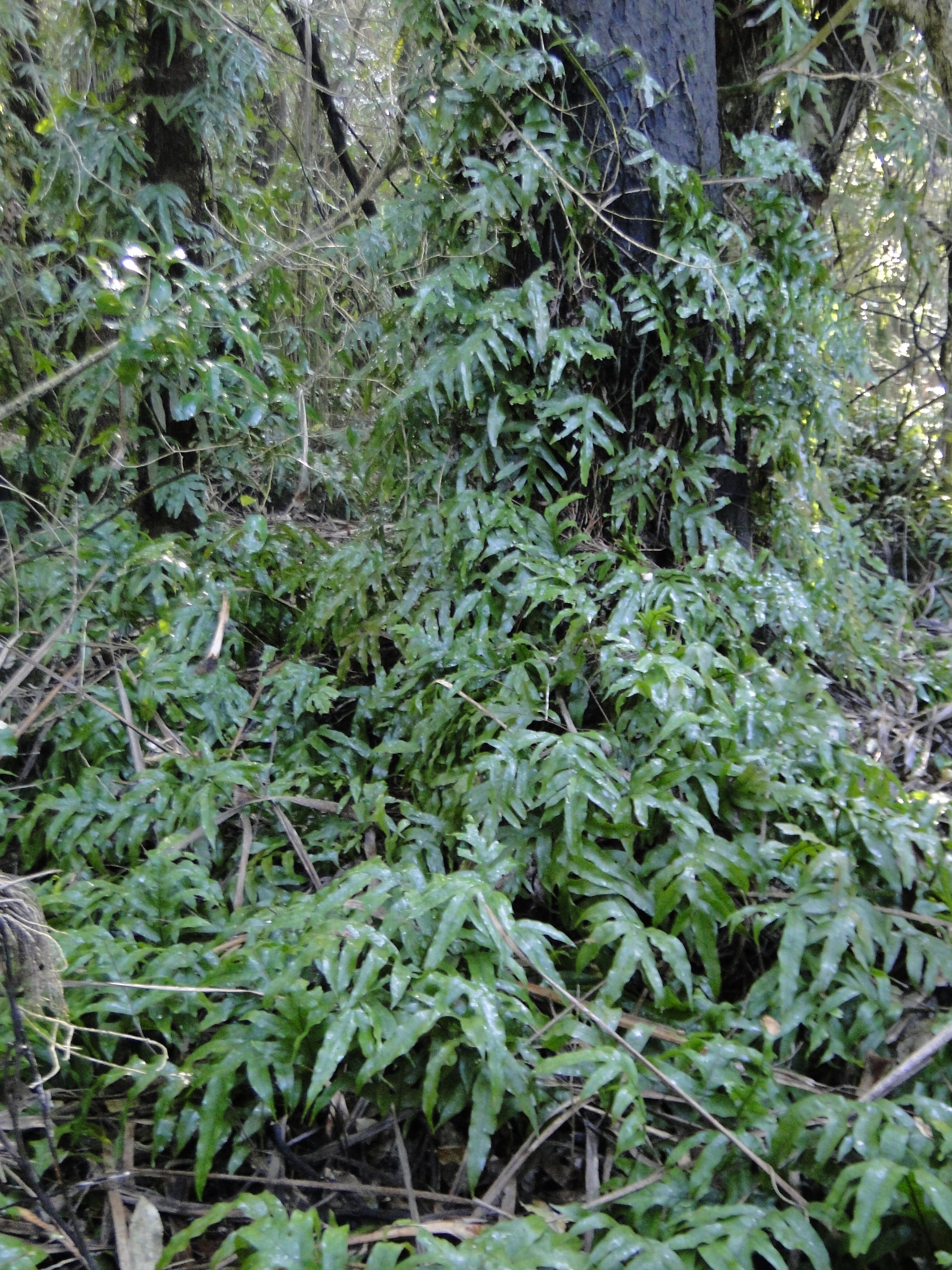 Phymatosorus  Riccarton Bush 4