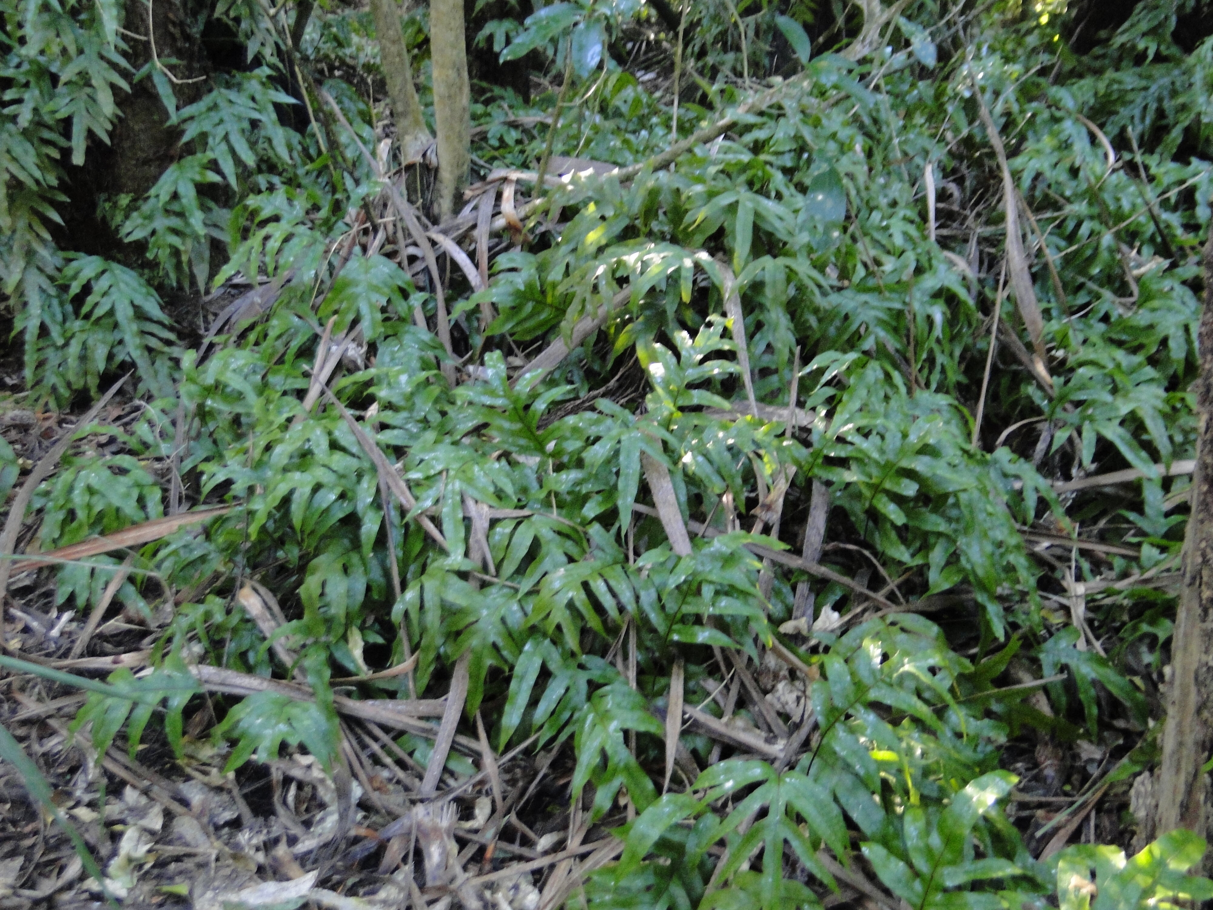 Phymatosorus  Riccarton Bush 5