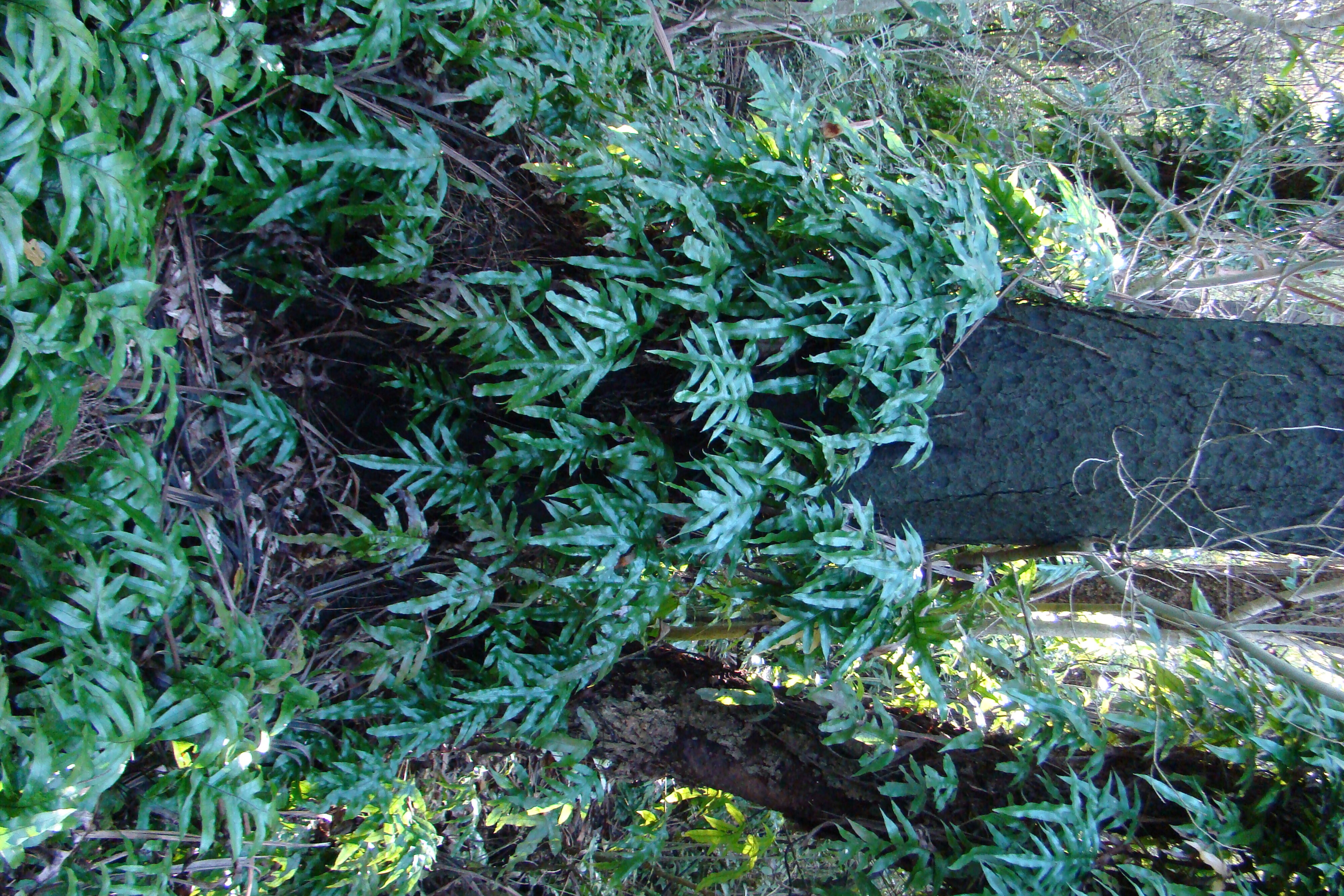 Phymatosorus pustulatus Riccarton Bush 3