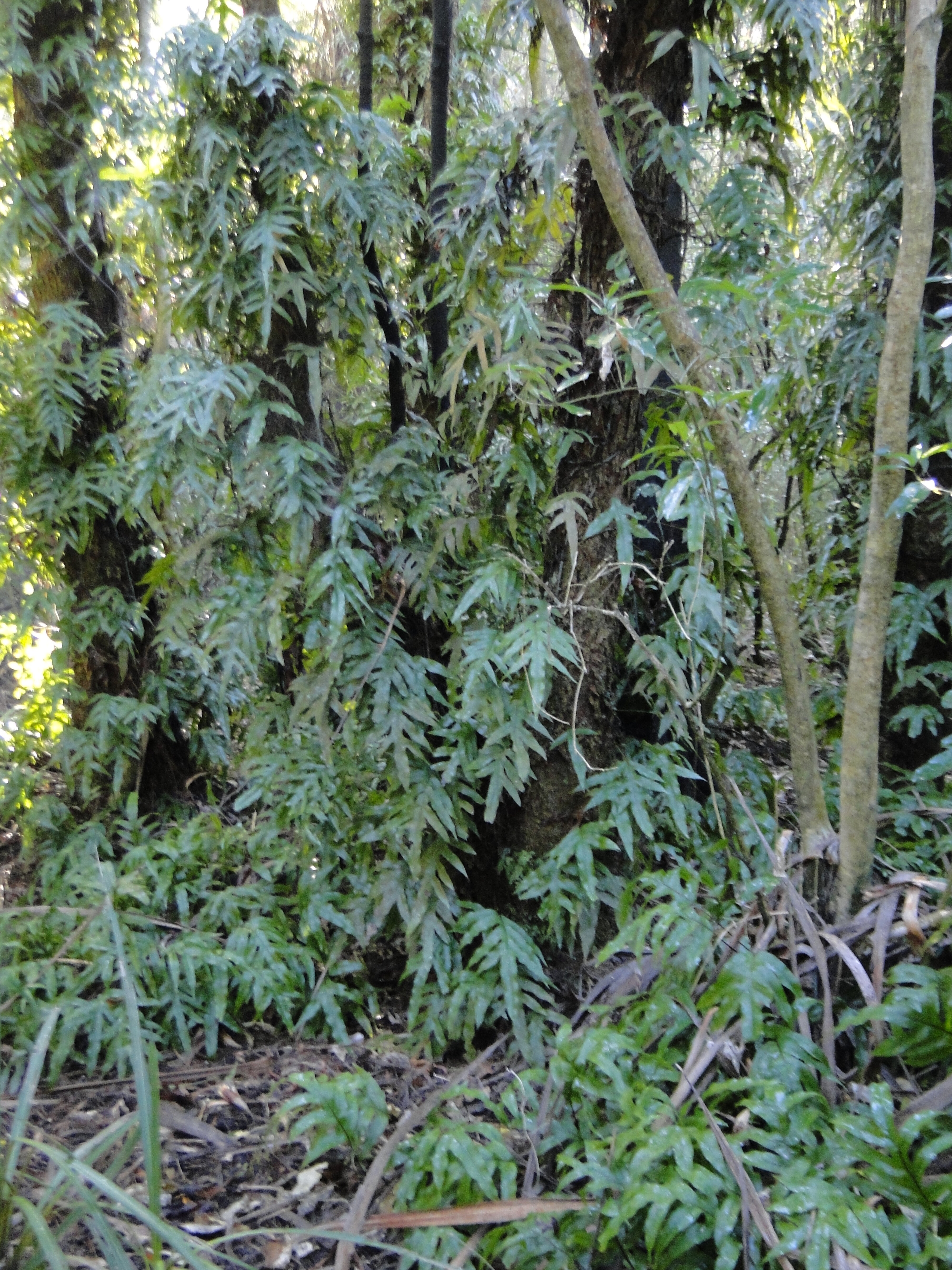 Phymatosorus pustulatus Riccarton Bush 4