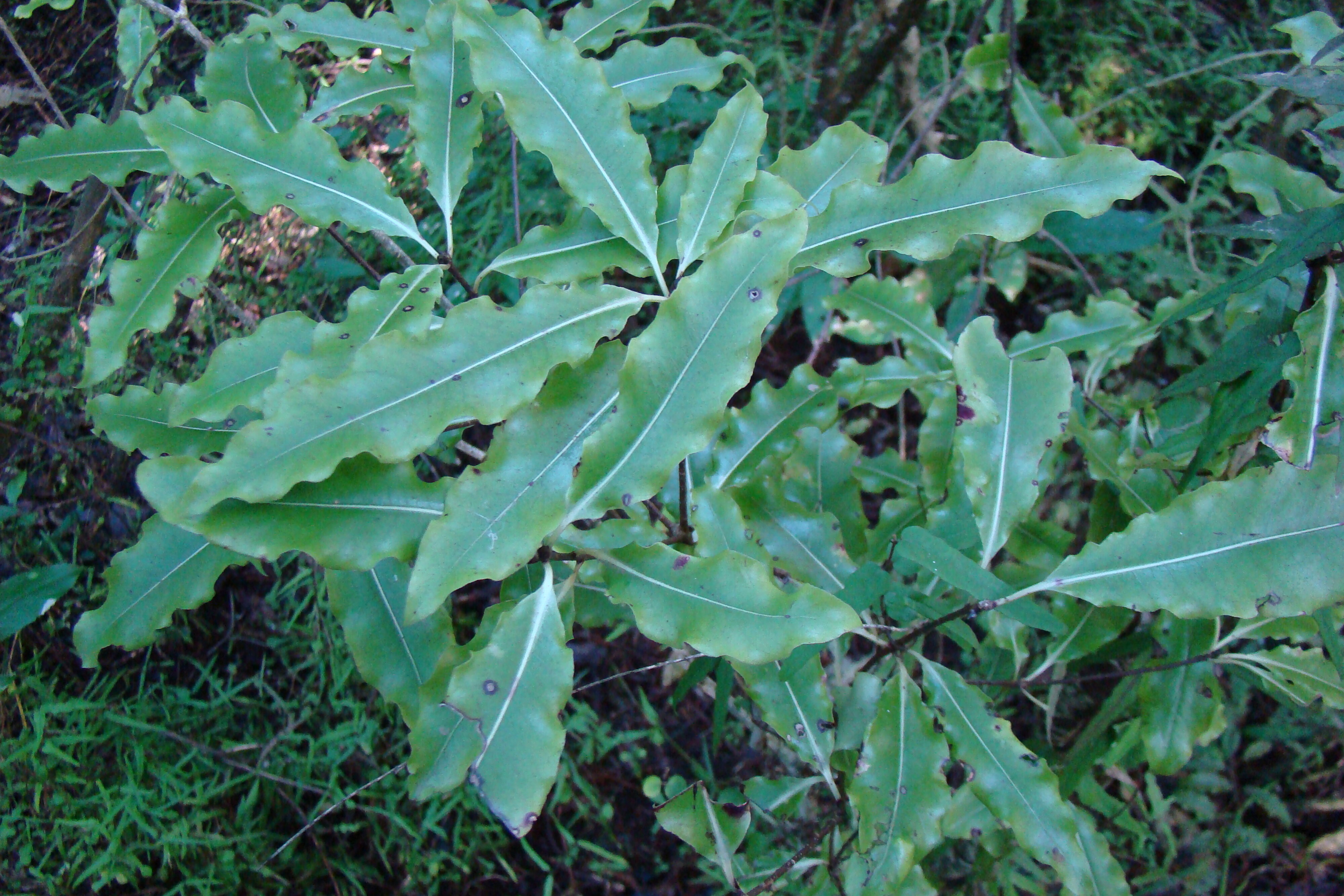 Pittosporum eugenioides - Tarata - Riccarton Bush 1