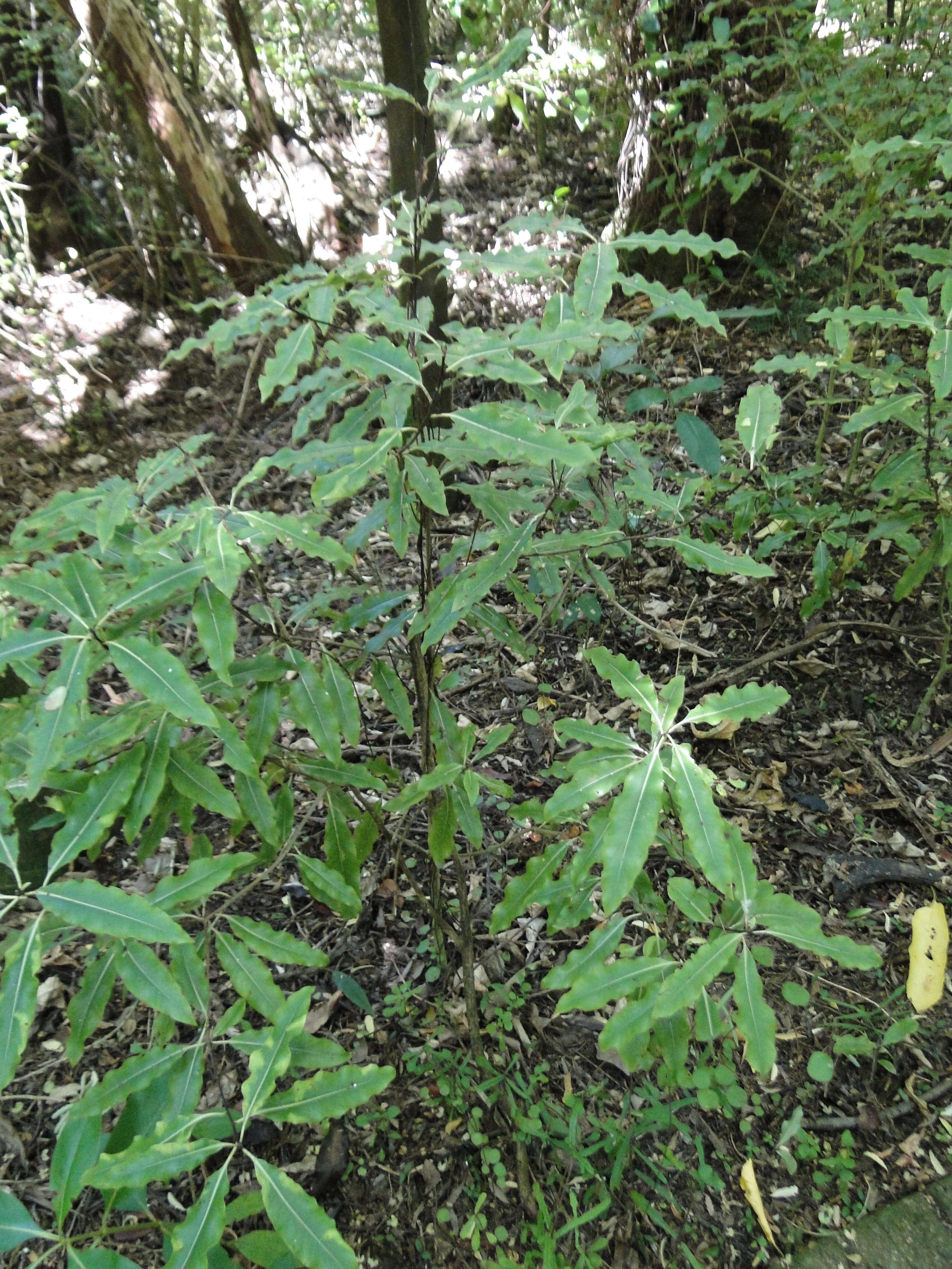 Pittosporum eugenioides - Tarata - Riccarton Bush 2