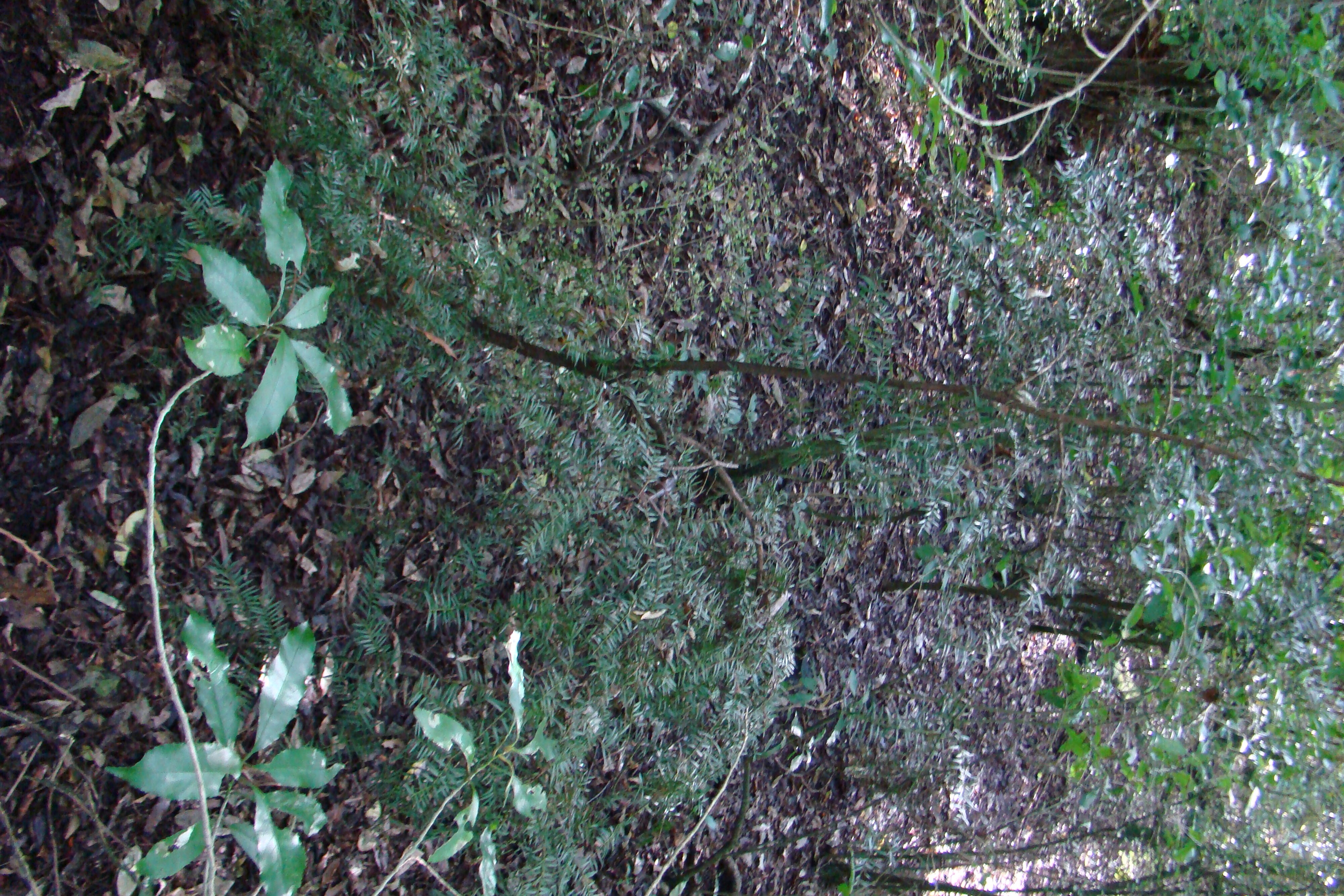 Podocarpus totara Riccarton Bush 1