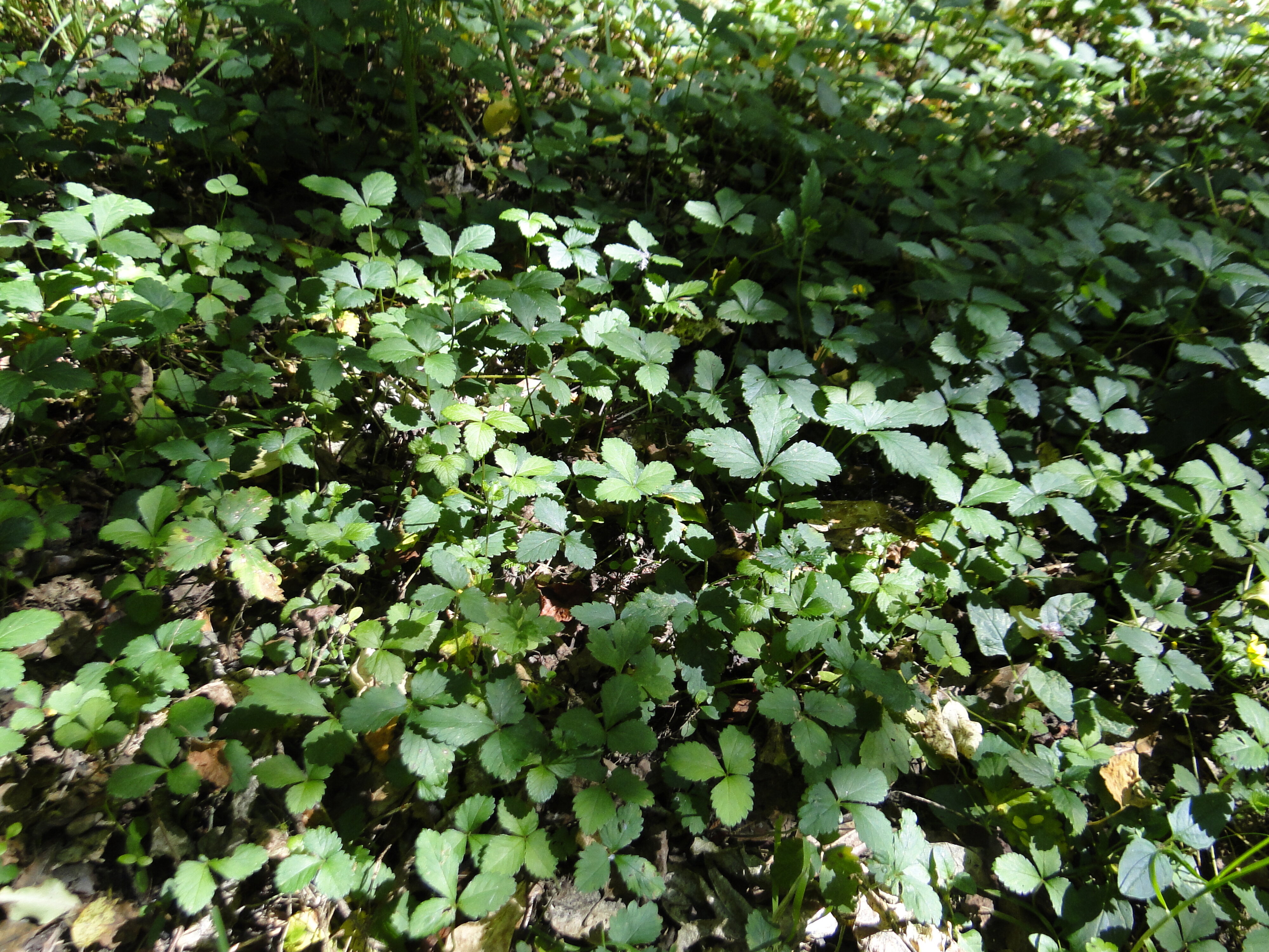 Potentilla indica Duchesnea Riccarton Bush - Indian strawberry 1