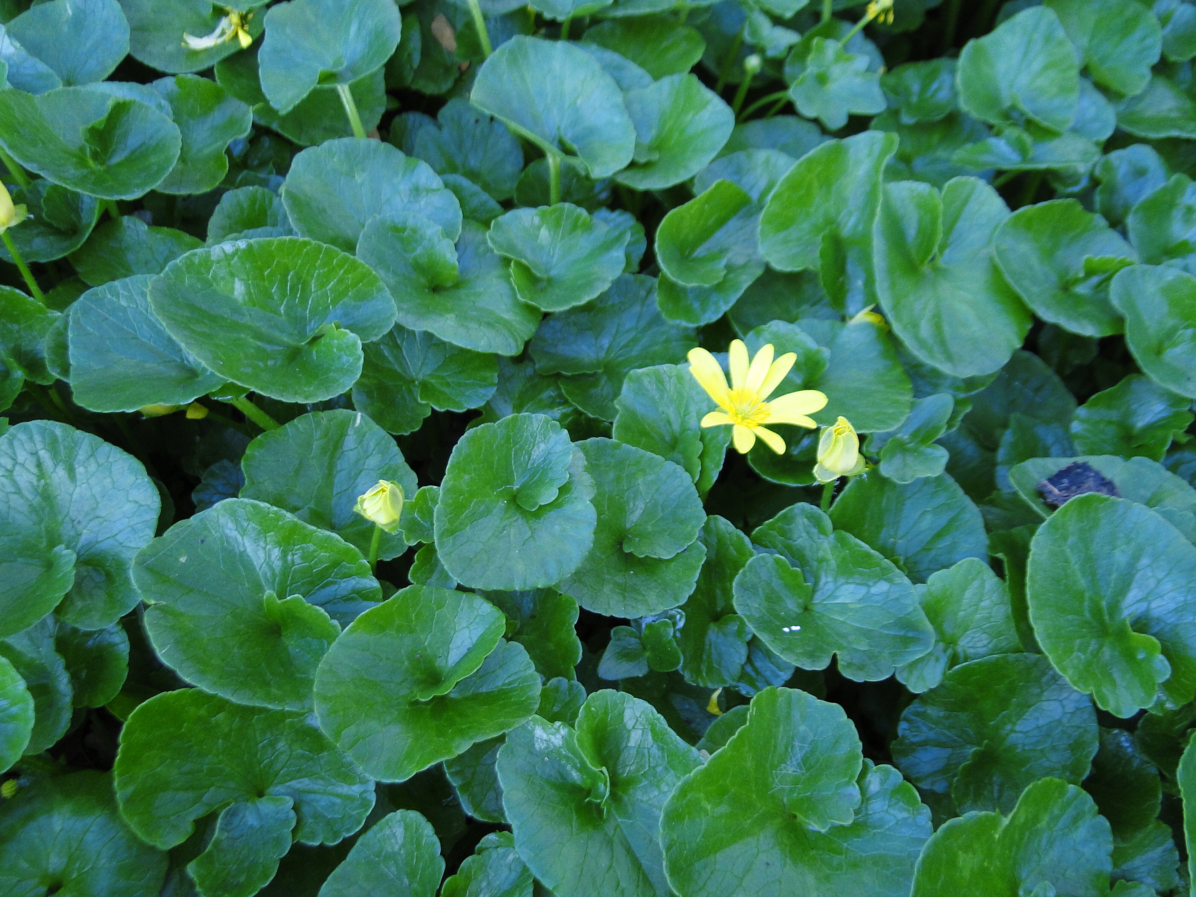 Ranunculus ficaria Riccarton Bush on Avon River Bank 1