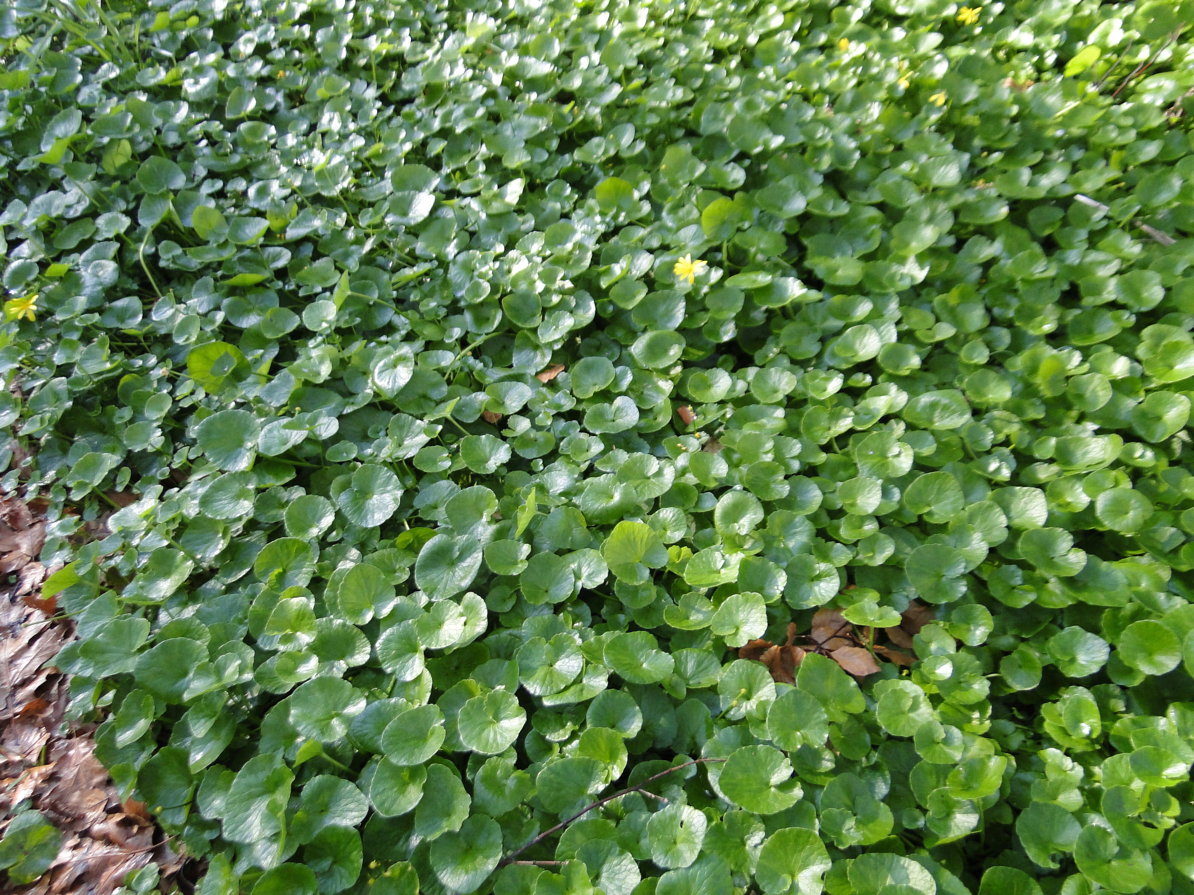 Ranunculus ficaria Riccarton Bush on Avon River Bank 2
