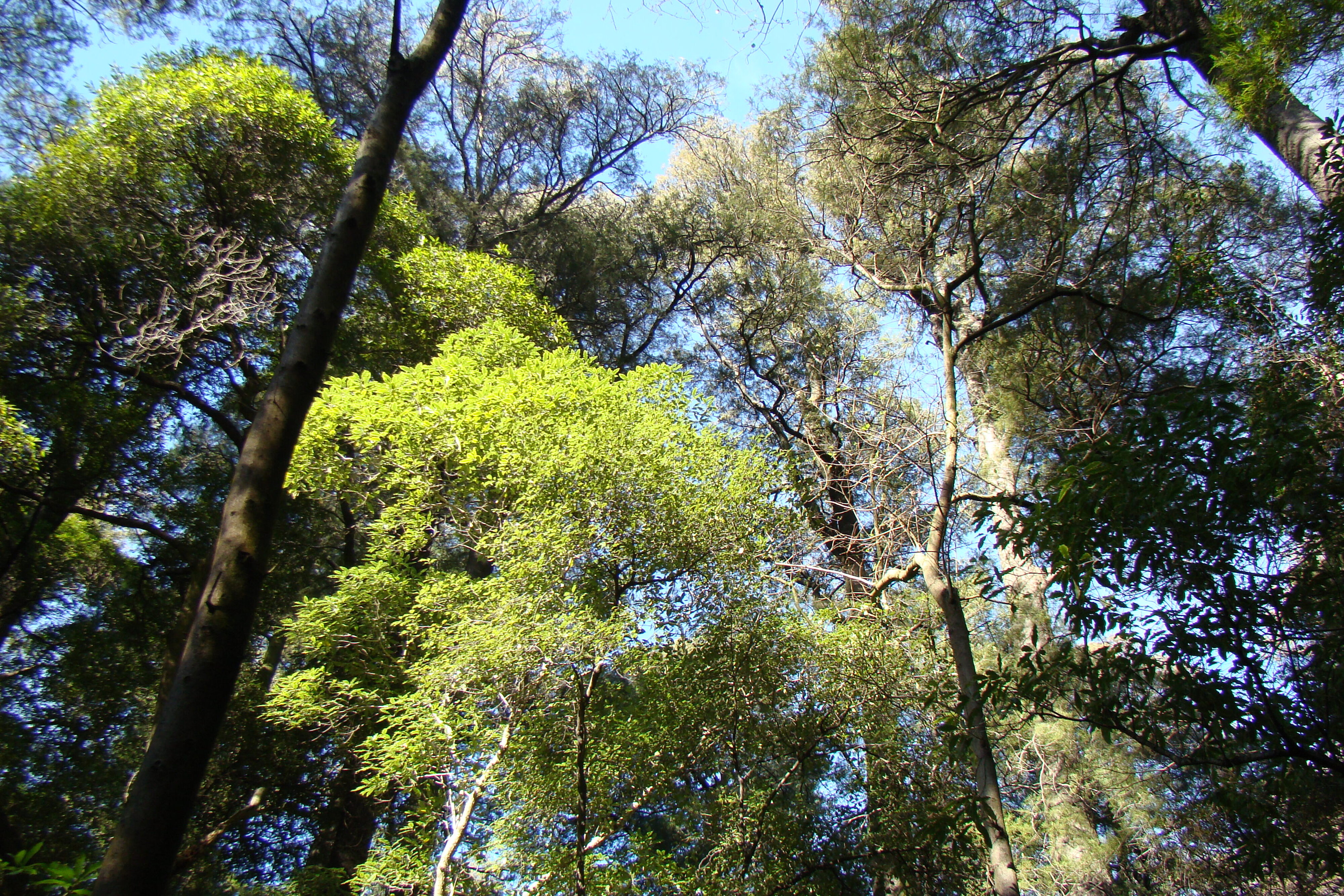 Riccarton Bush Canopy Kahikatea and Tarata