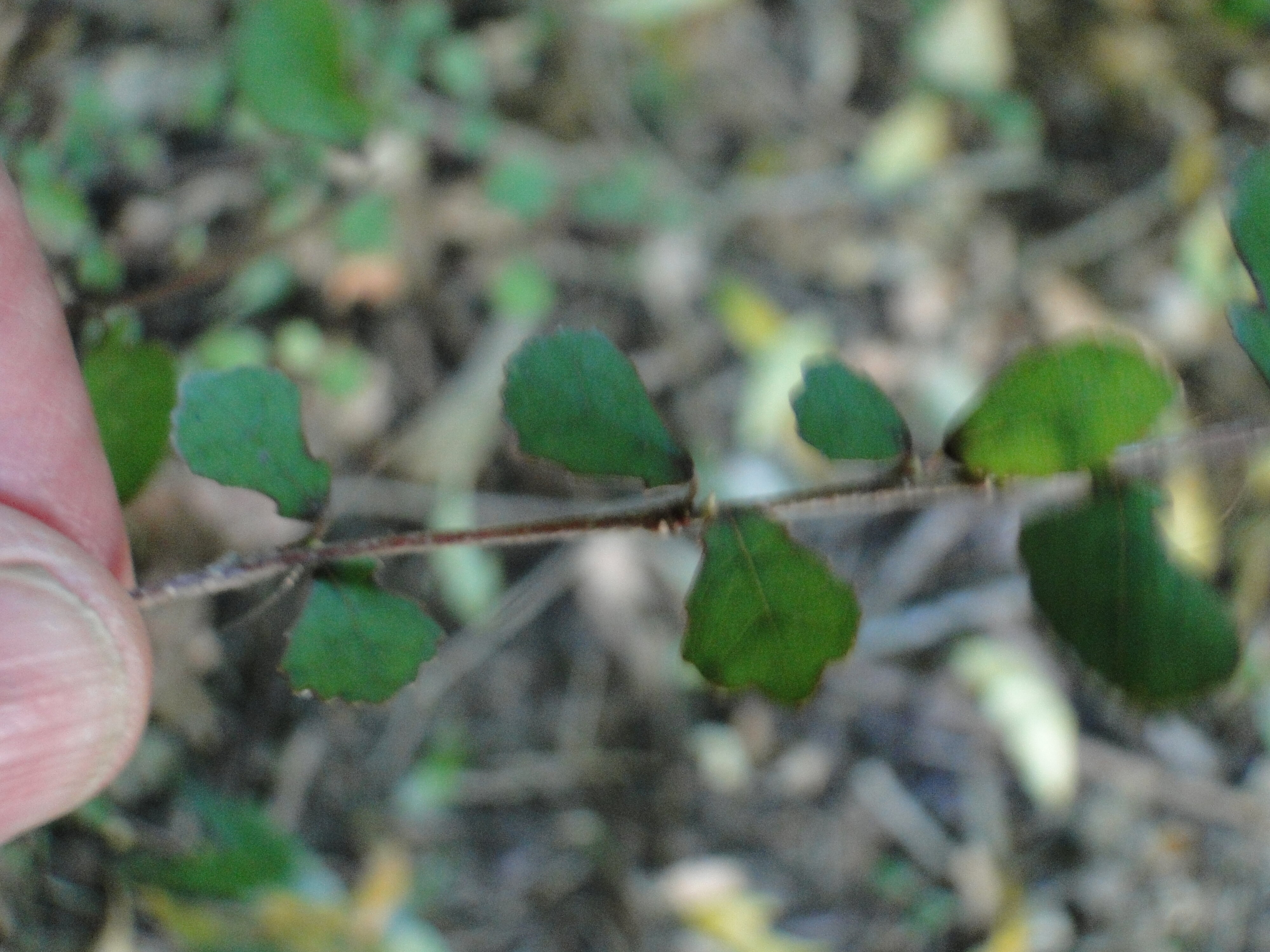 Streblus heterophyllus Riccarton Bush - Milk tree - Turepo 2