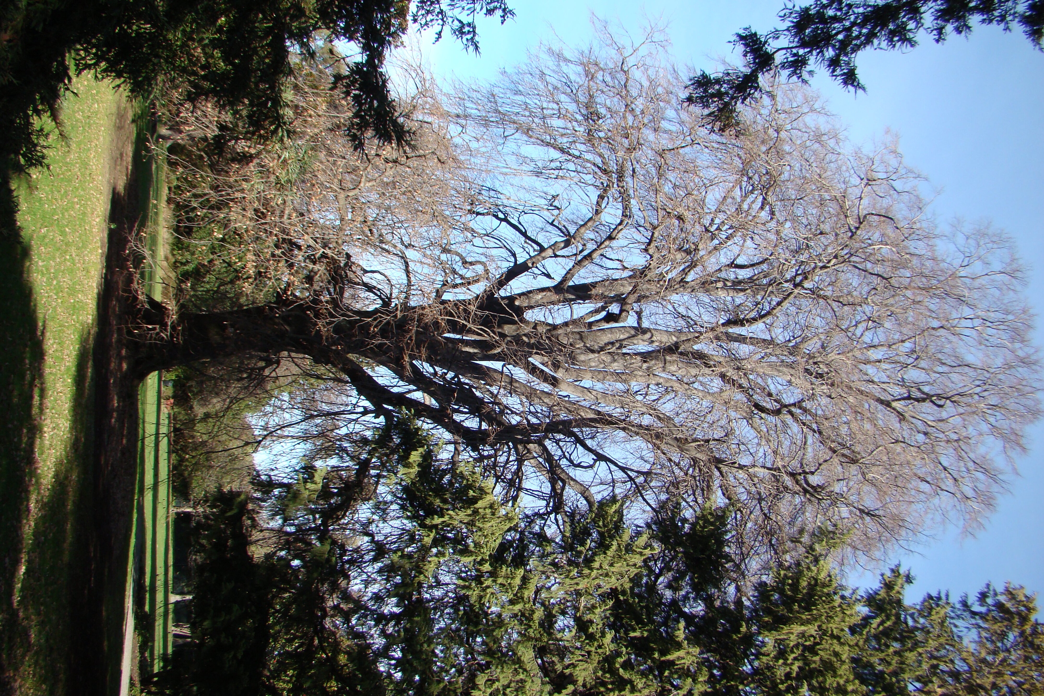 Tilia petiolaris Riccarton Bush