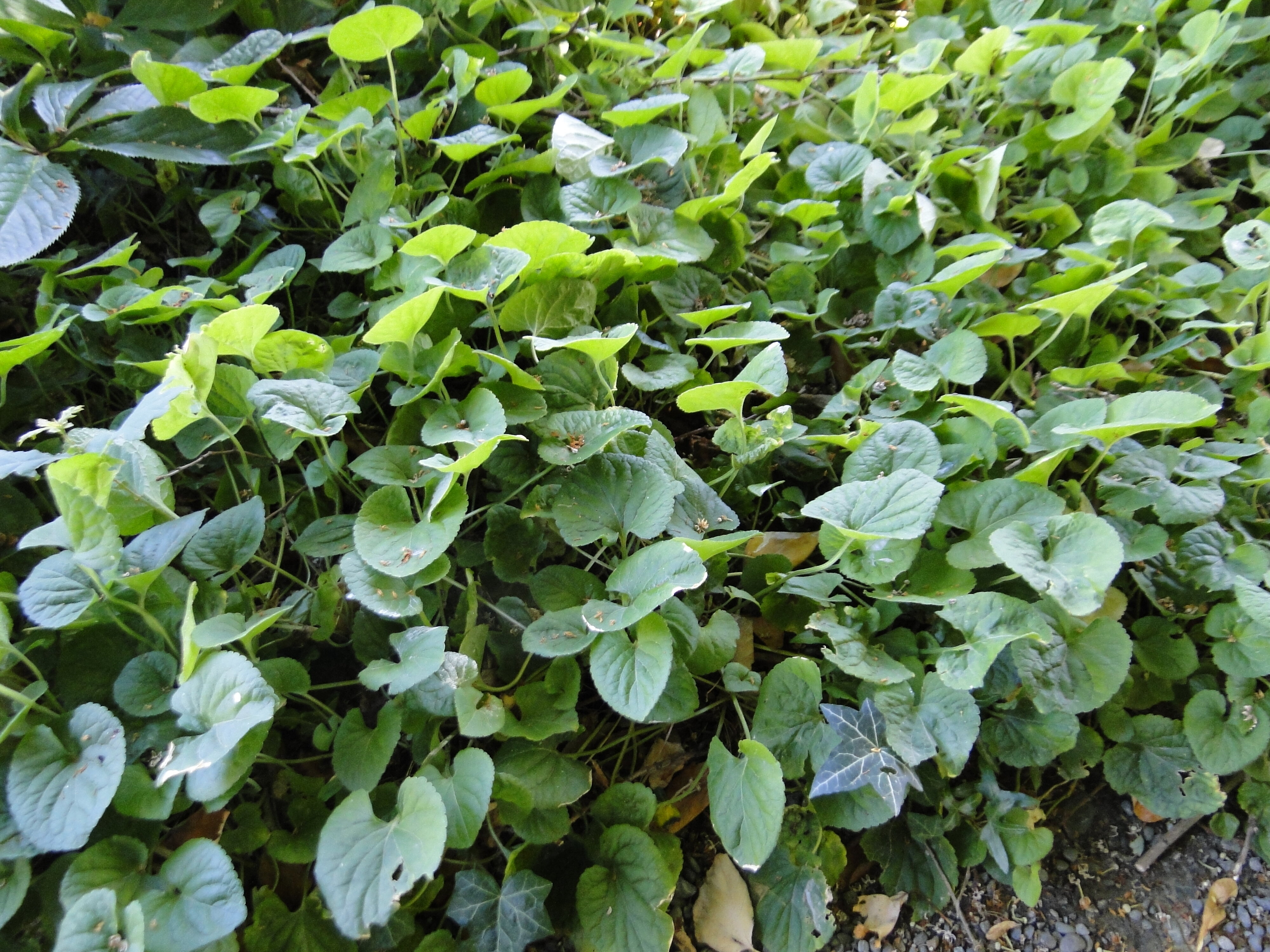 Viola odorata Riccarton Bush 2