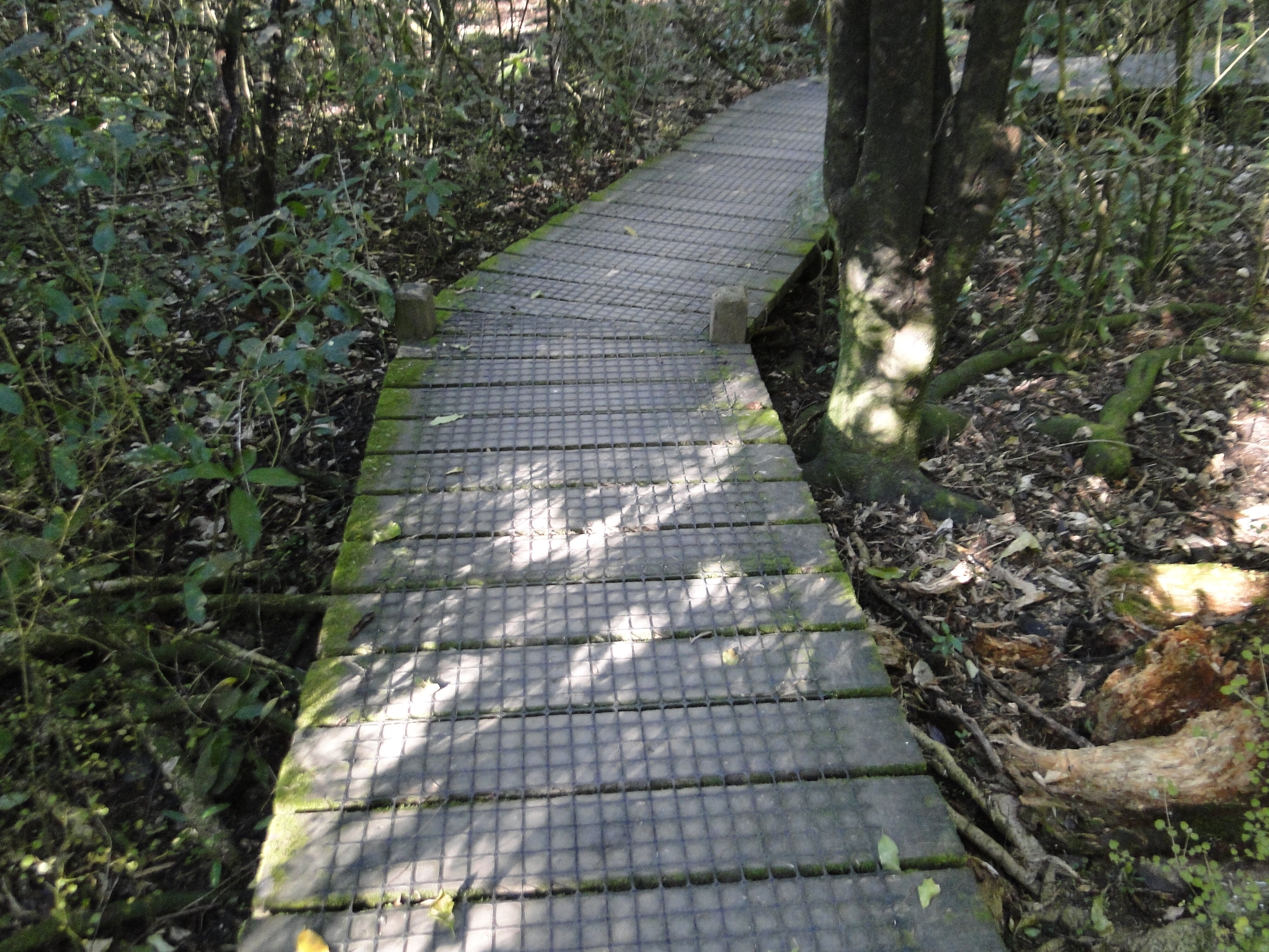 Walkway at Riccarton Bush 1