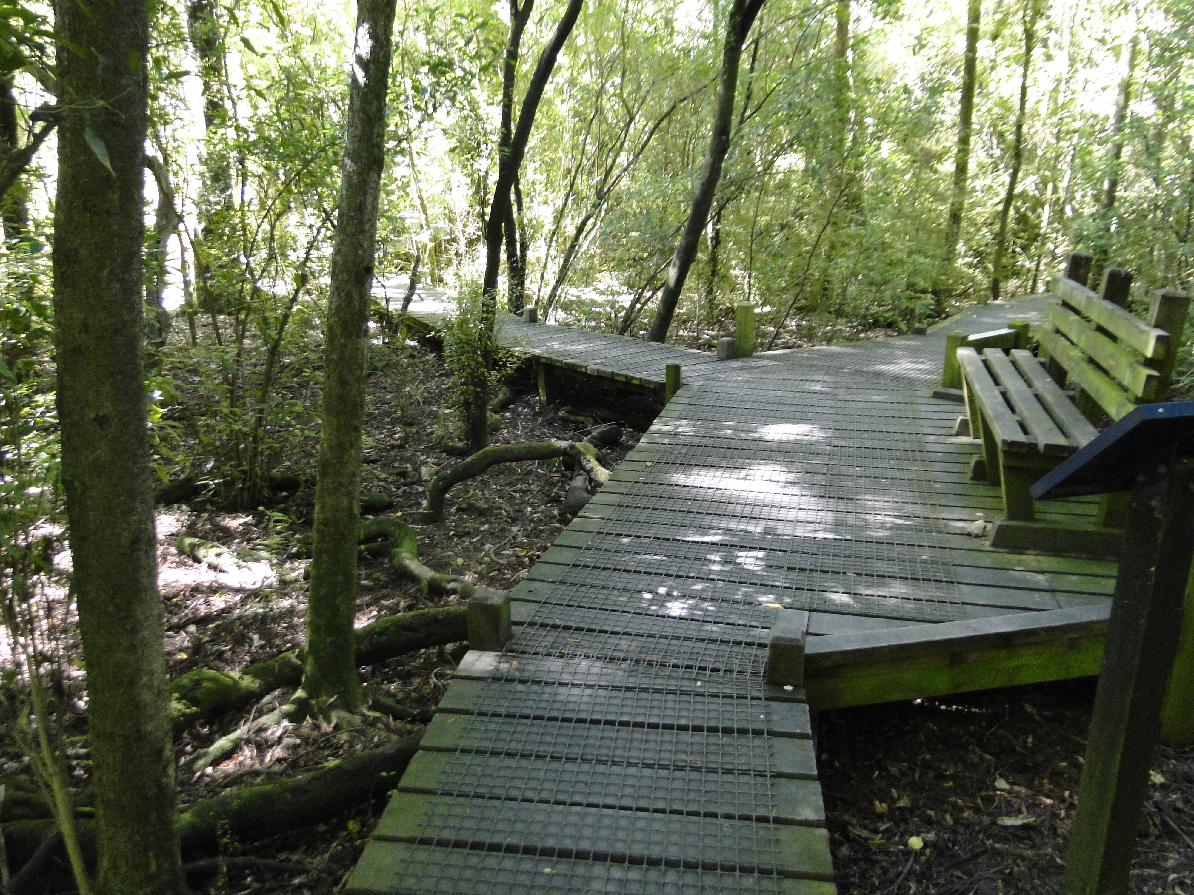 Walkway at Riccarton Bush 2