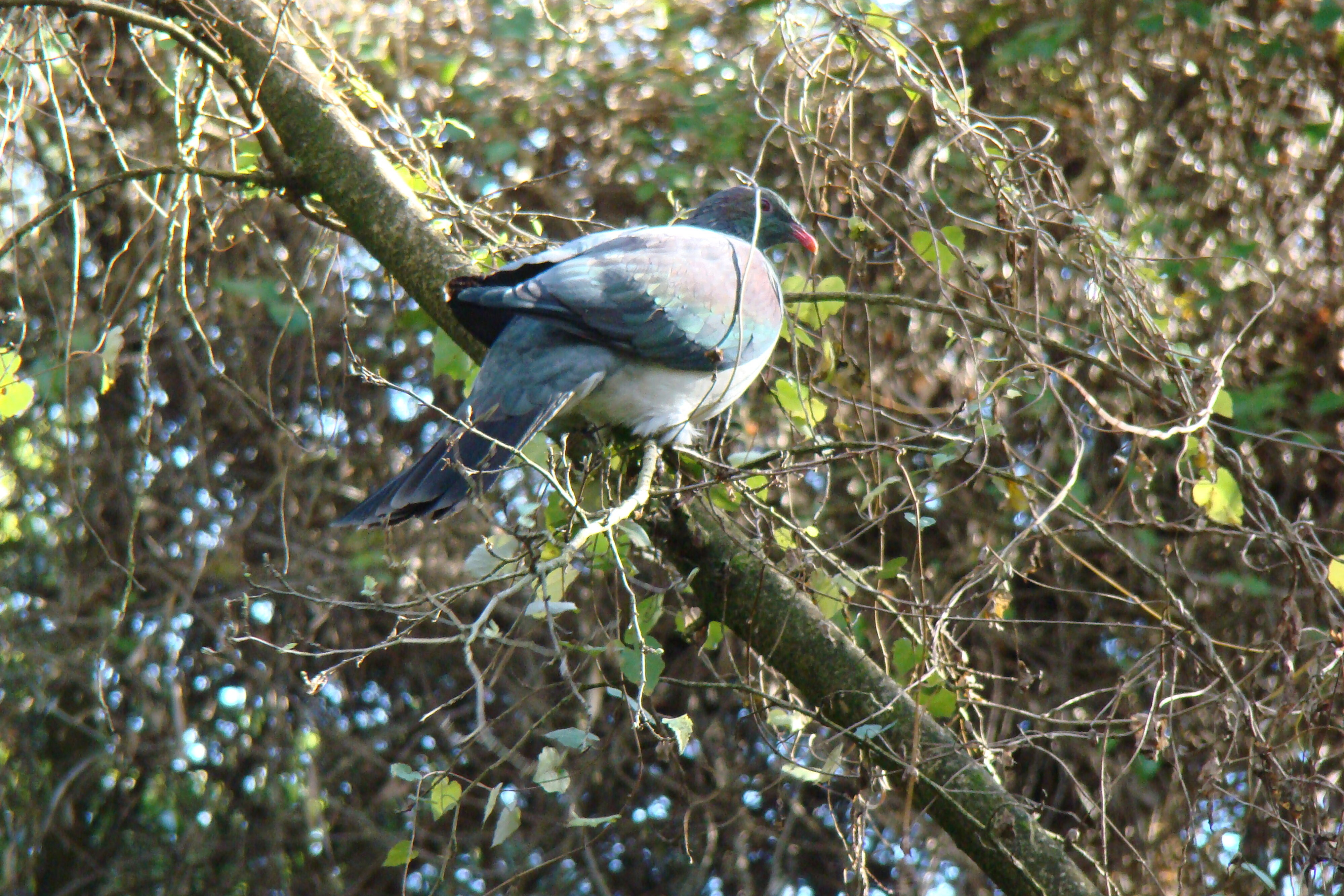 Wood Pidgeon and Muehlenbeckia australis Riccarton Bush