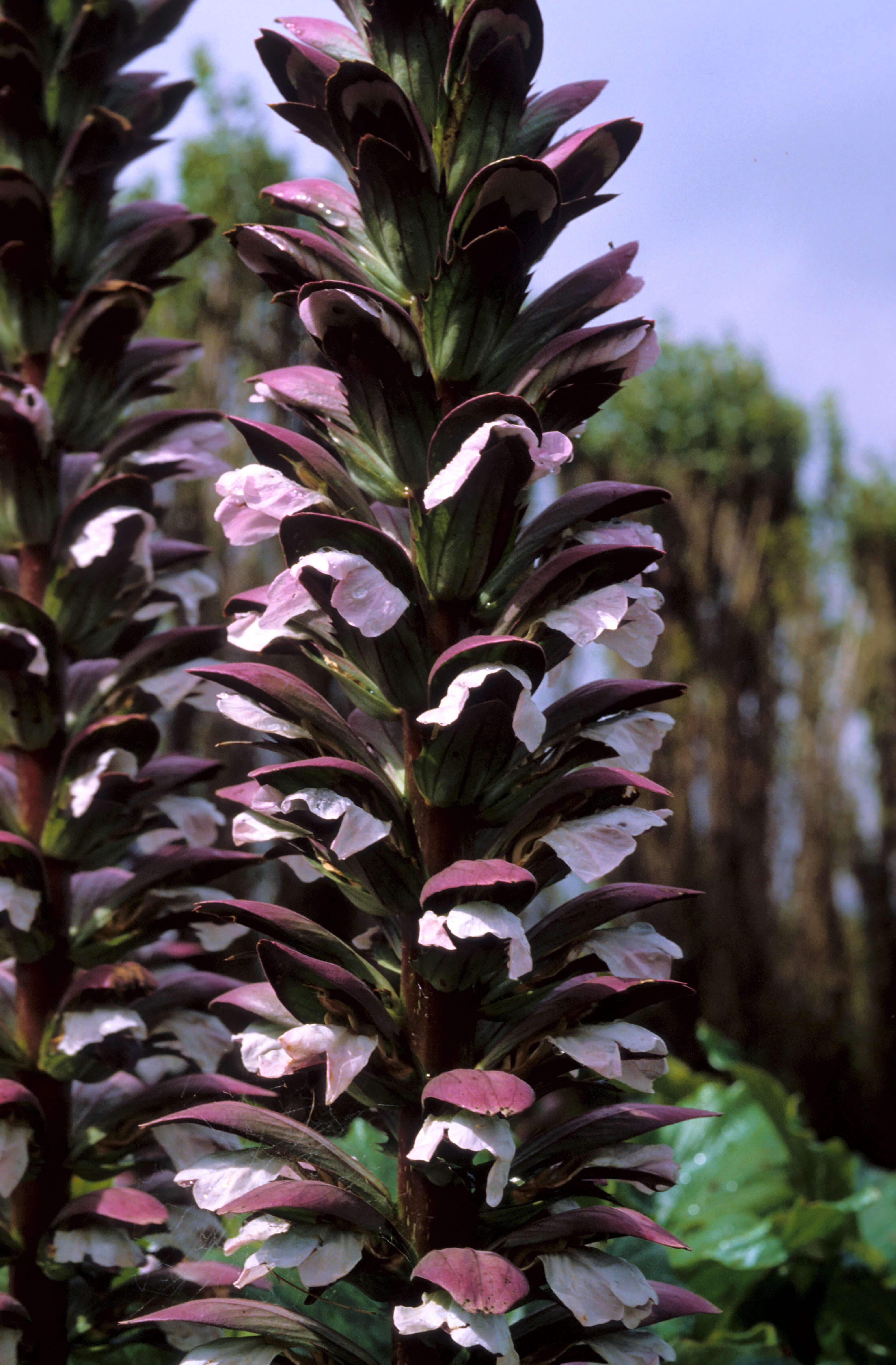 Acanthus mollis 1