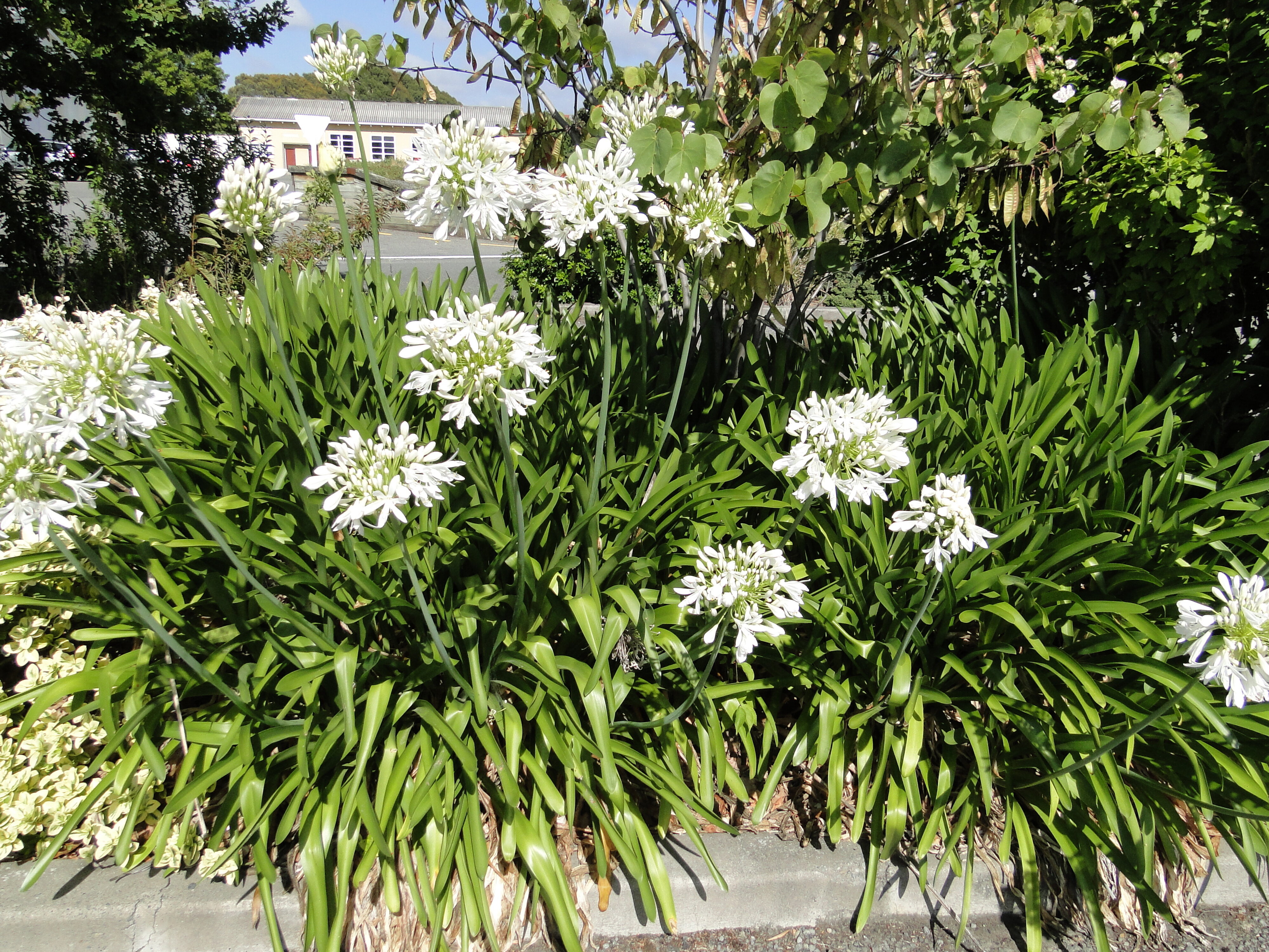 Agapanthus africanus Alba