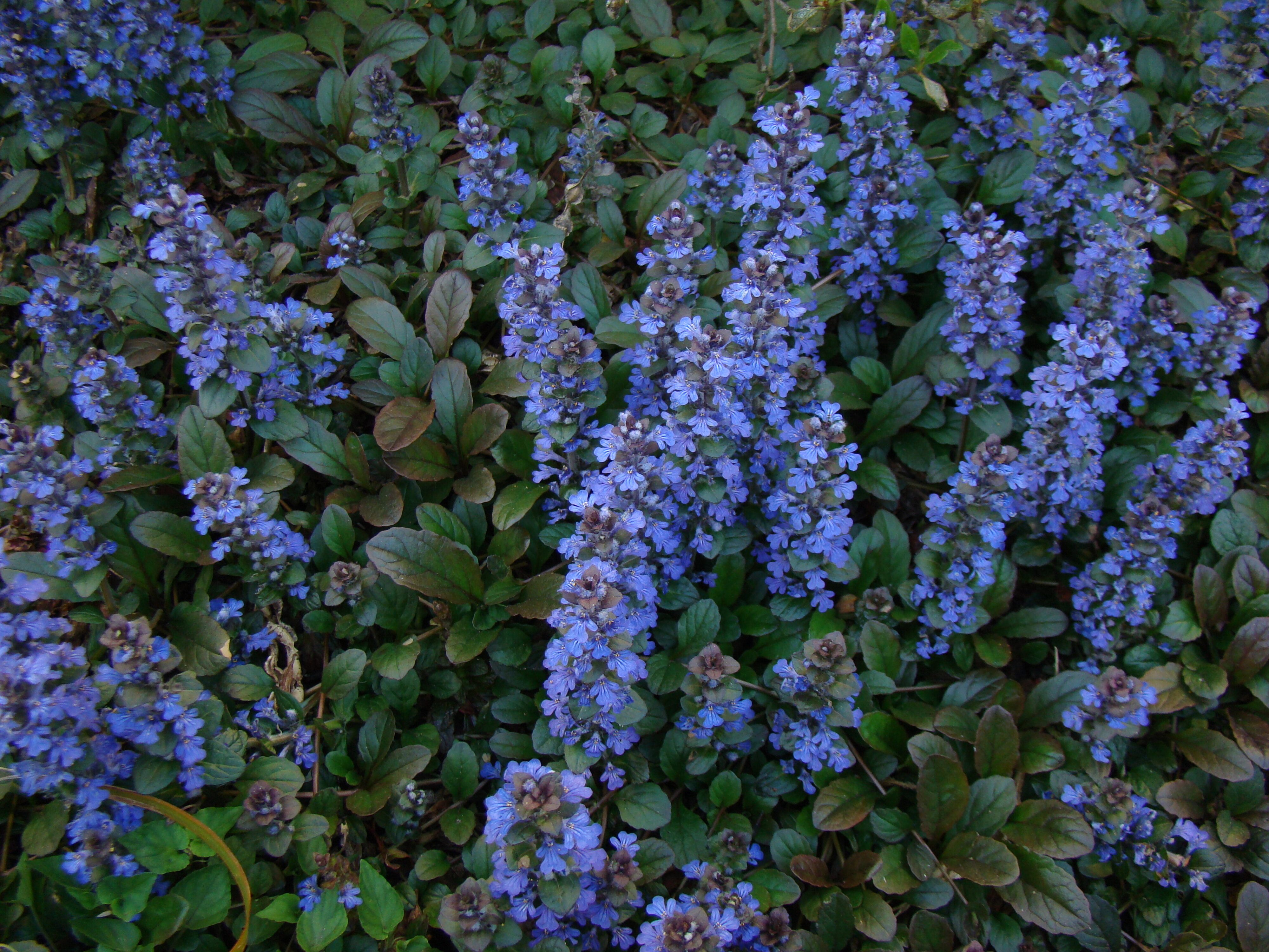 Ajuga reptans