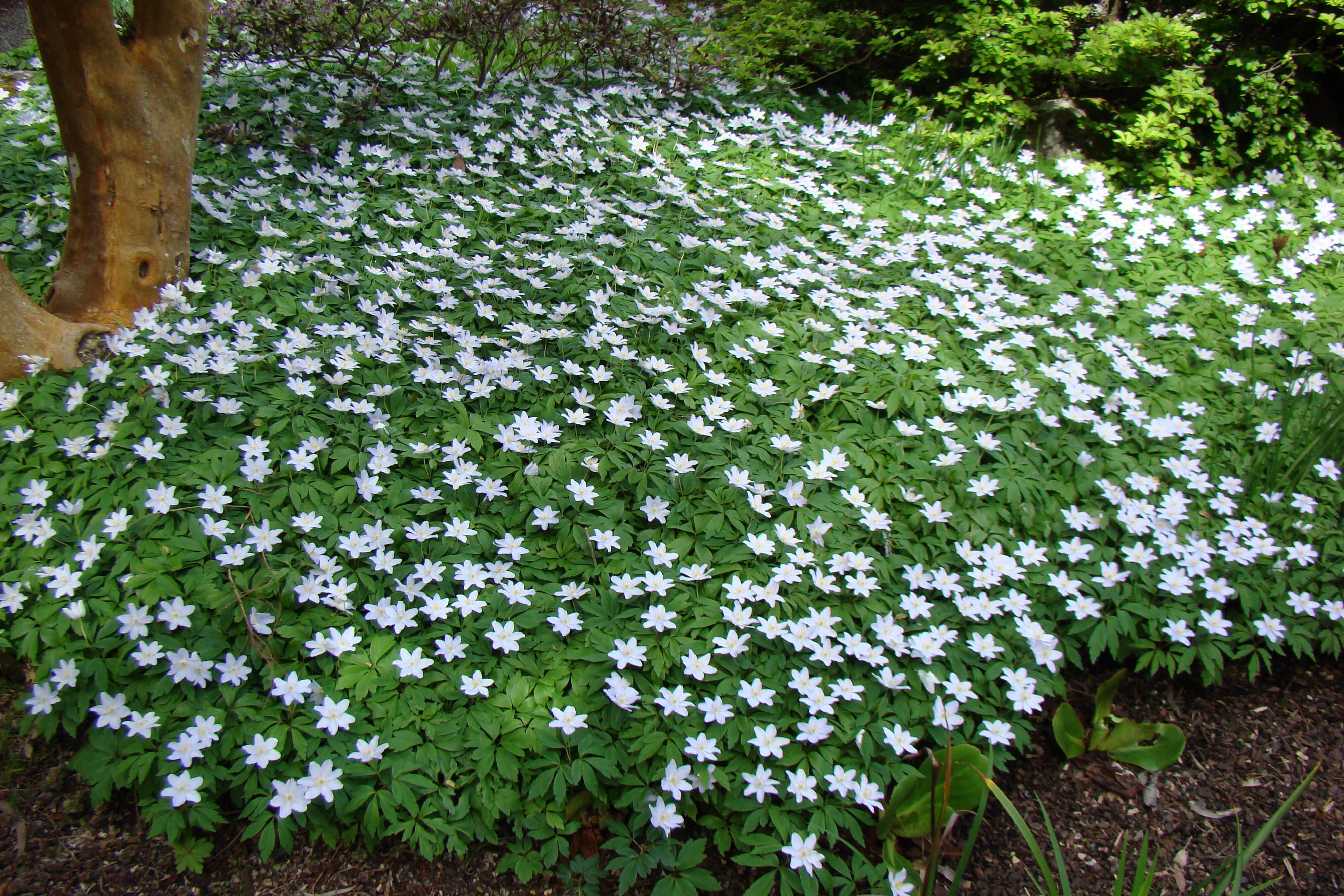 Anemone nemorosa