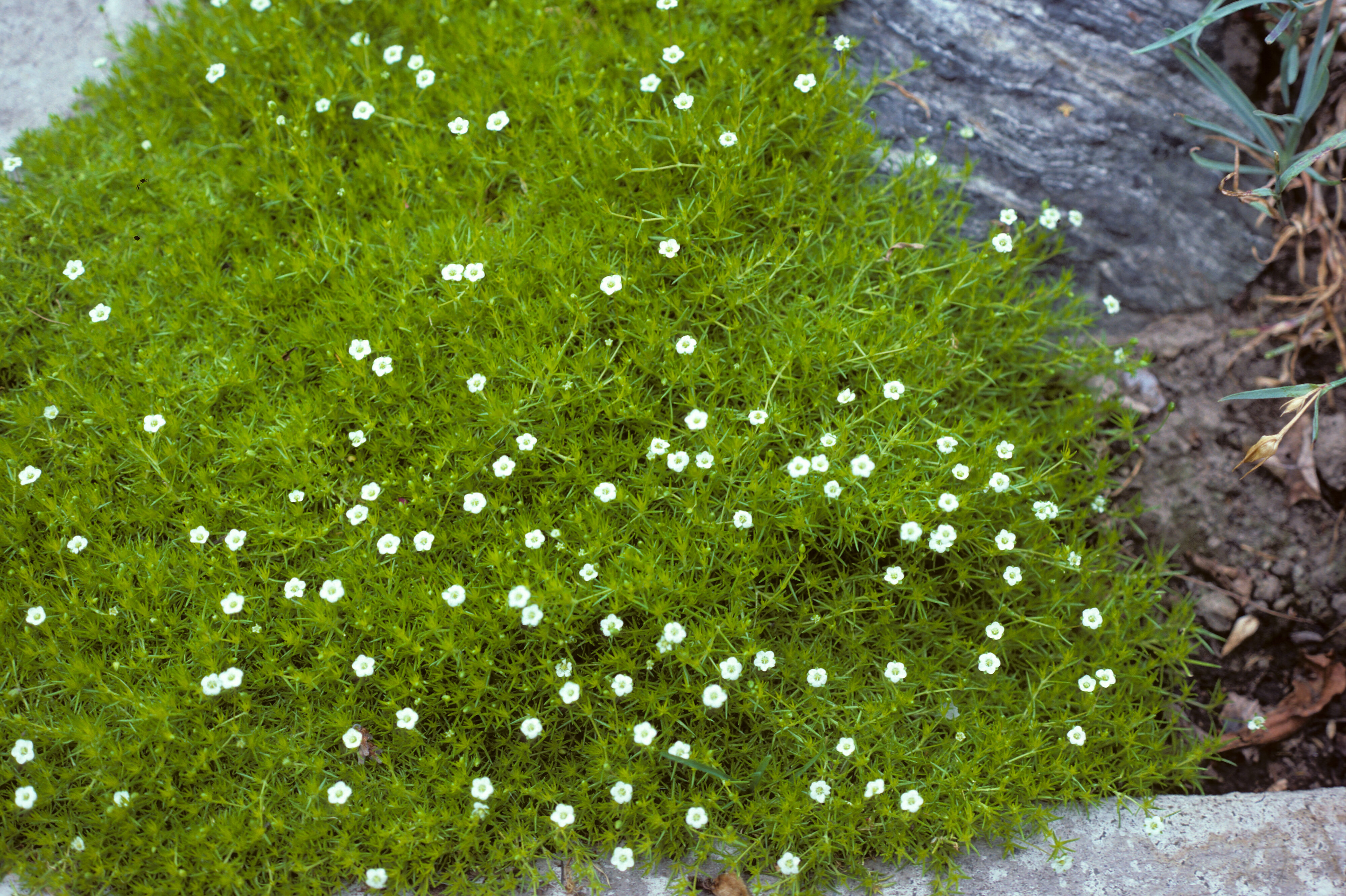 Arenaria verna Aurea
