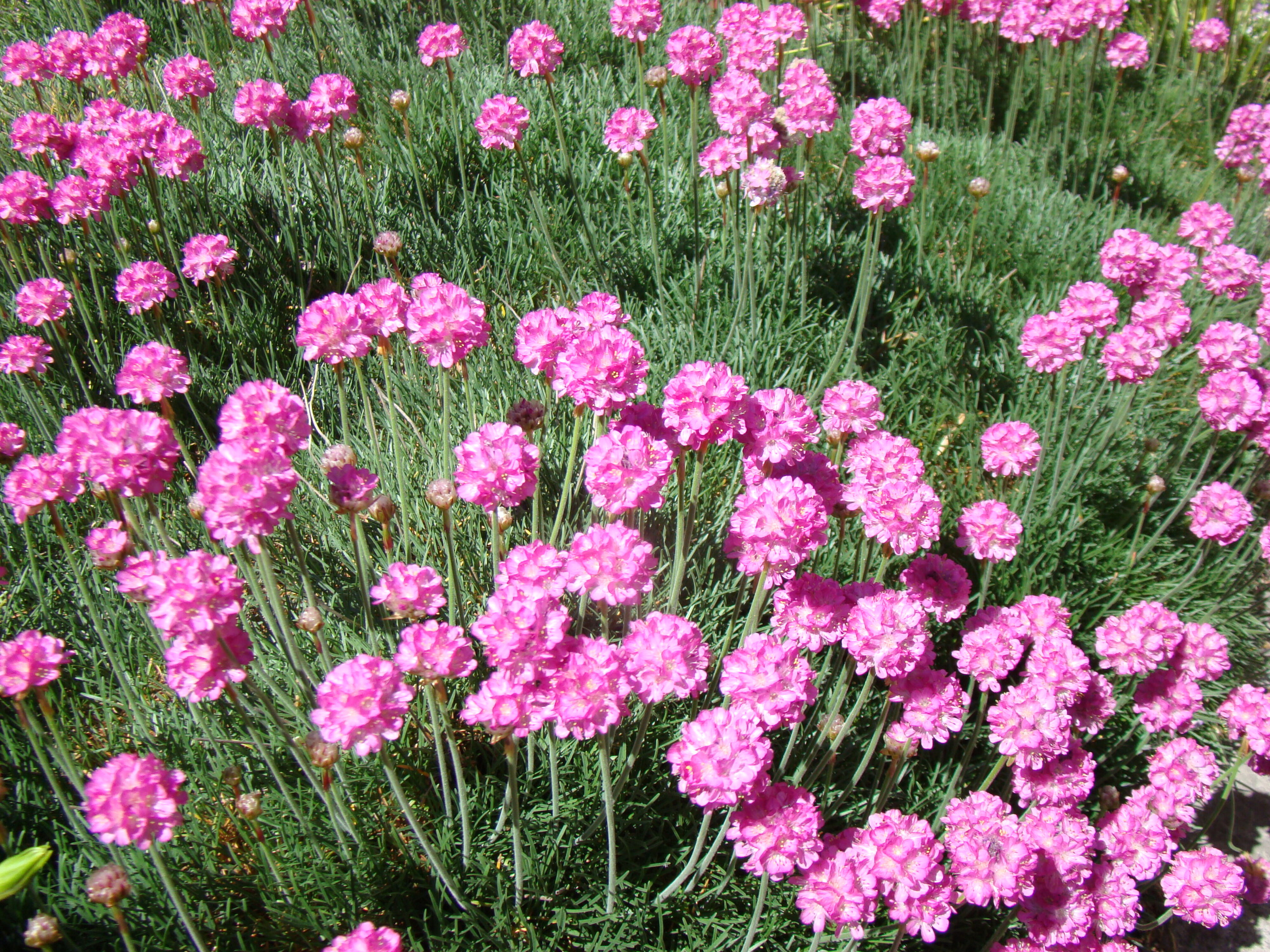 Armeria maritima