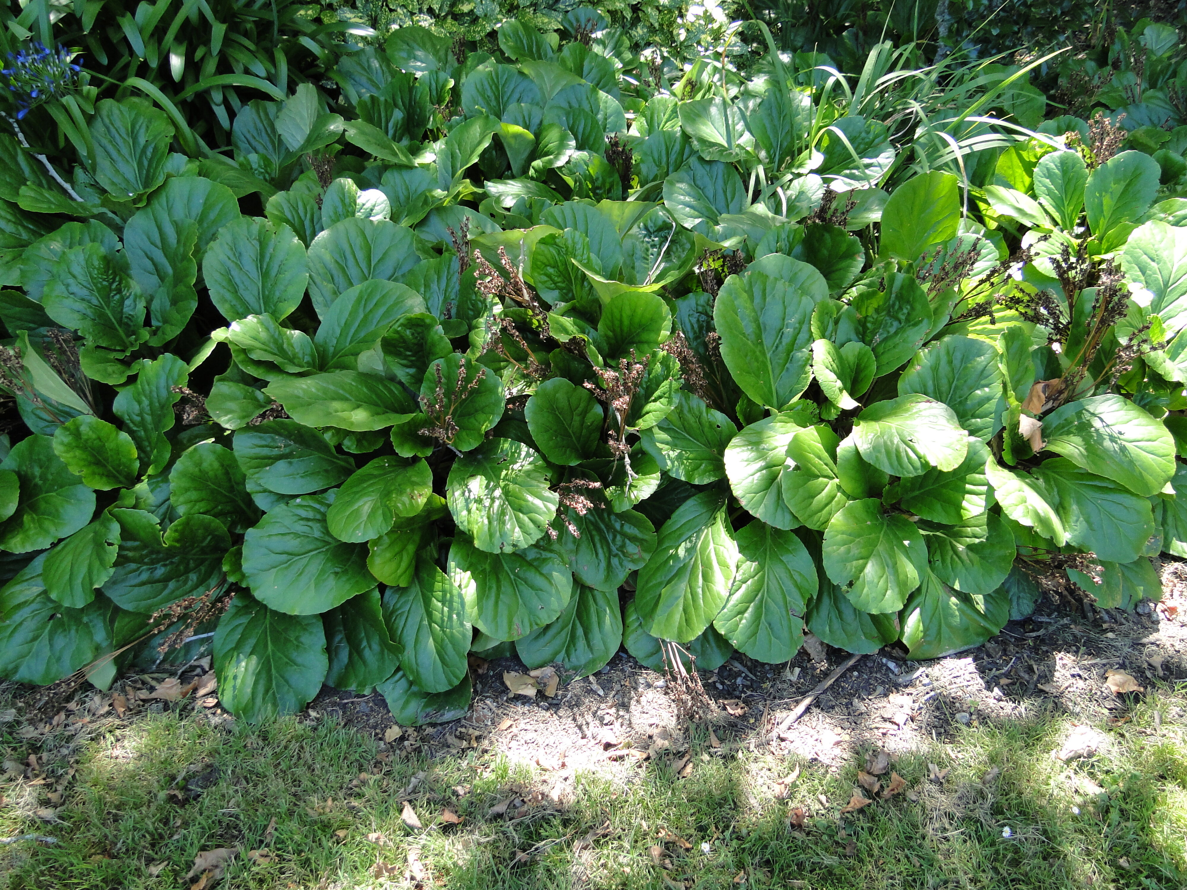 Bergenia cordifolia 1