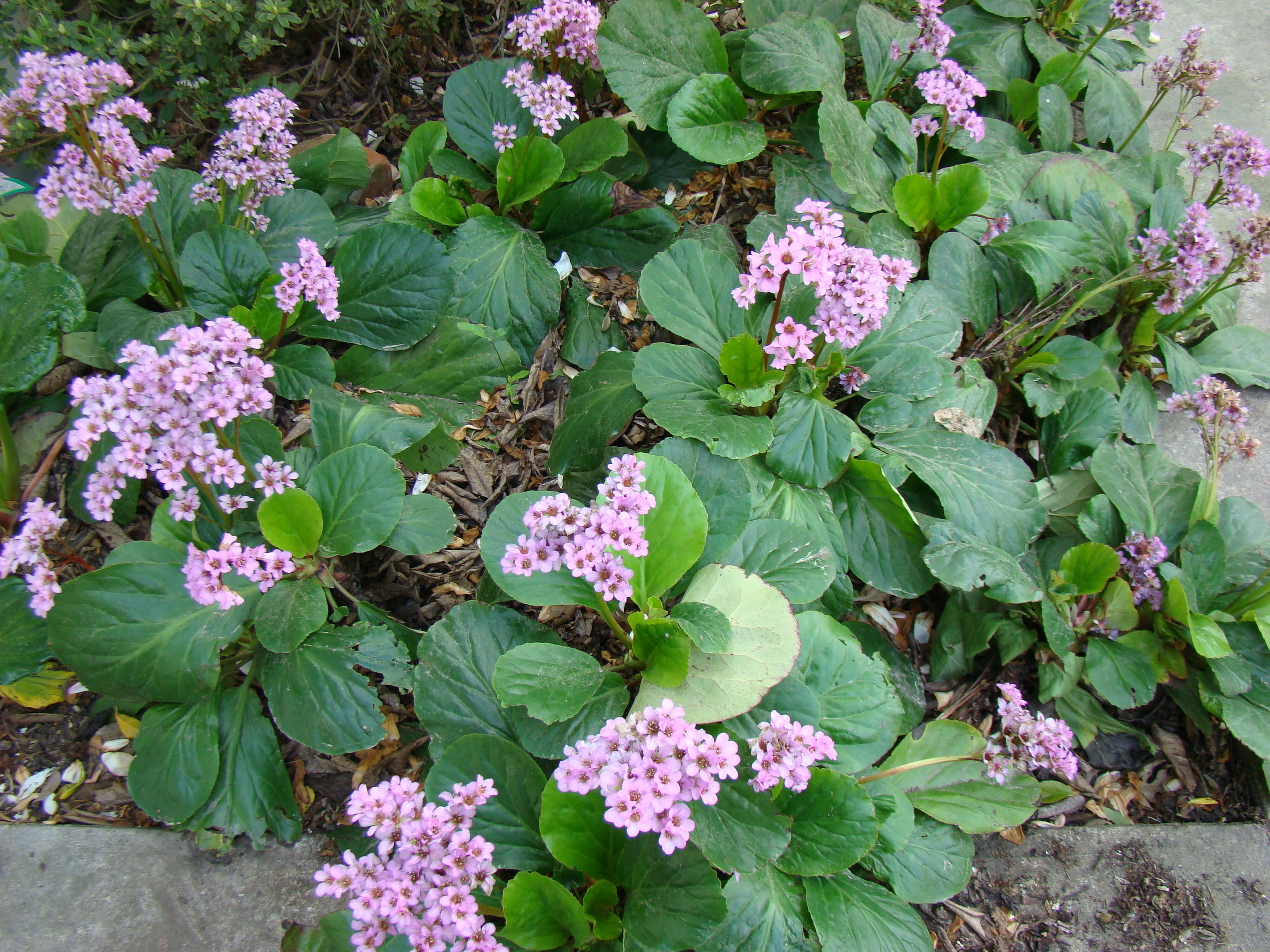 Bergenia cordifolia 2