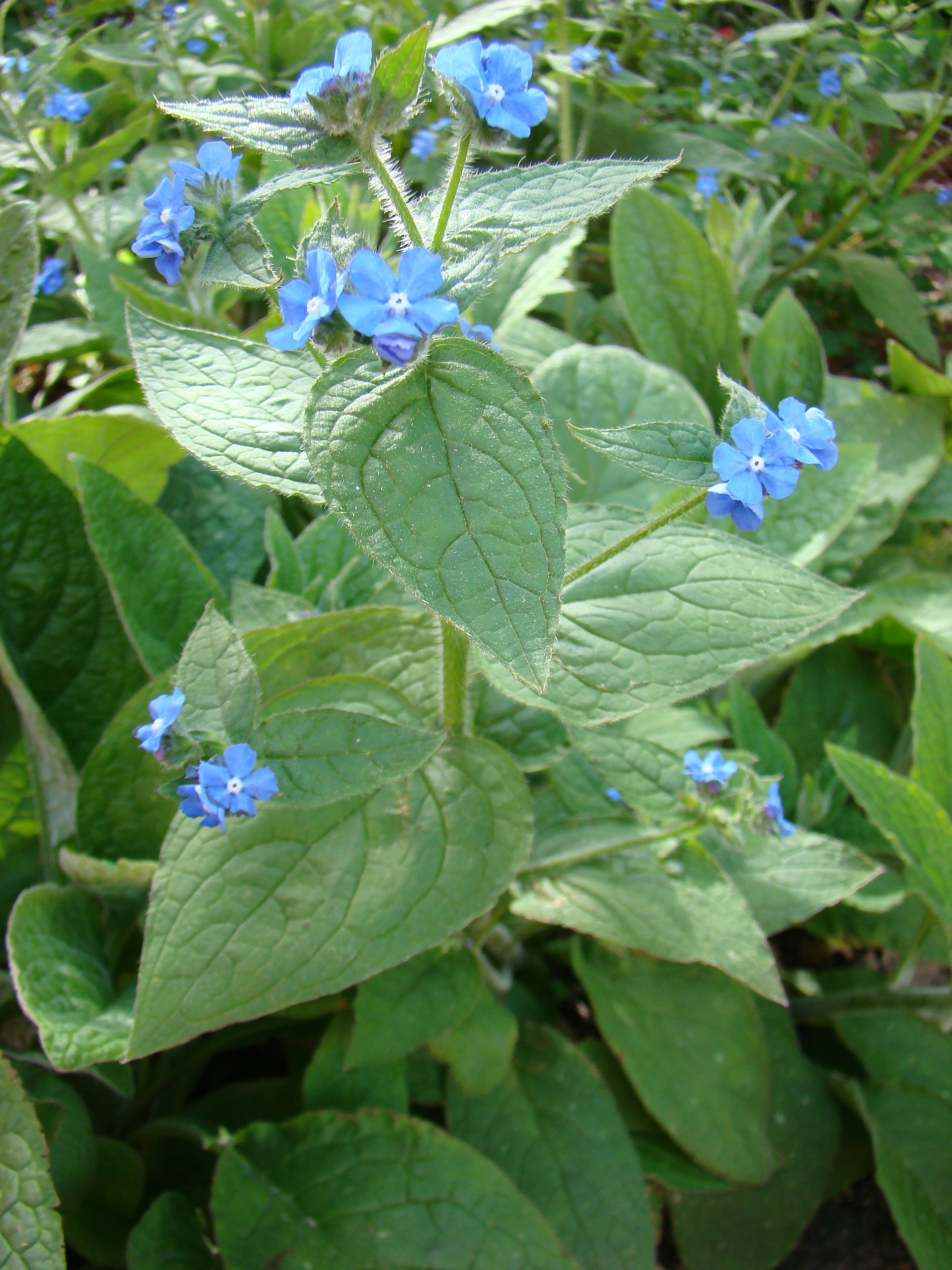 Brunnera macrophylla 2