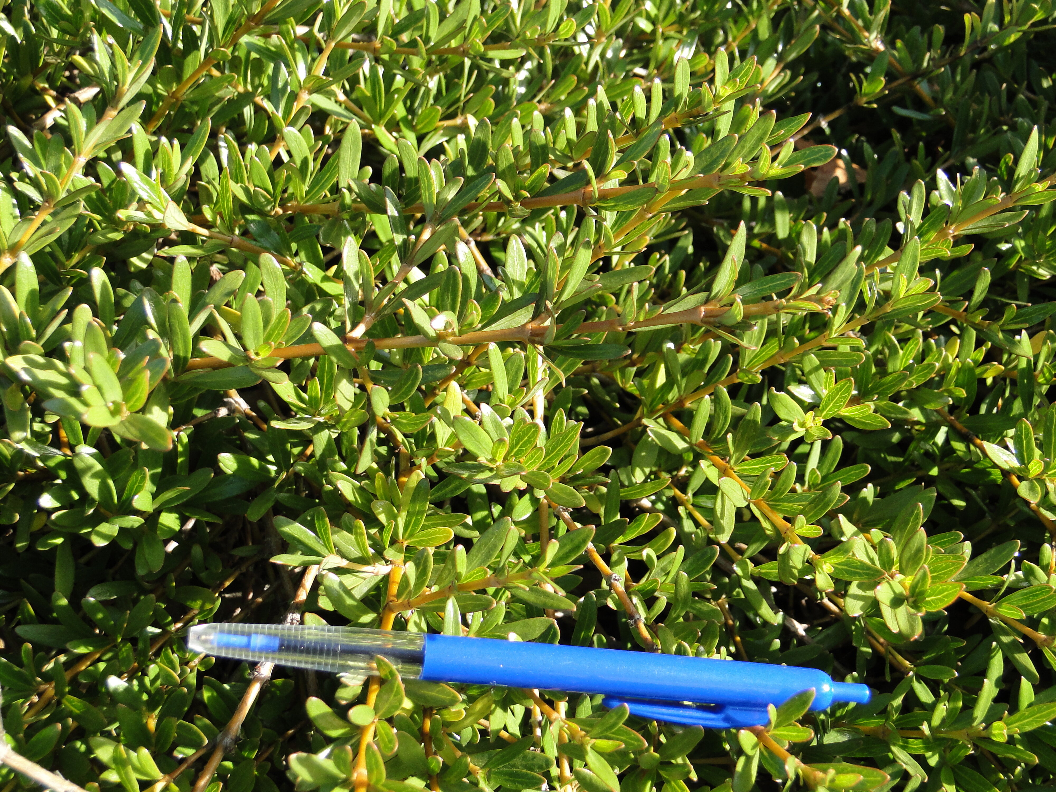 Coprosma x kirkii Kirkii