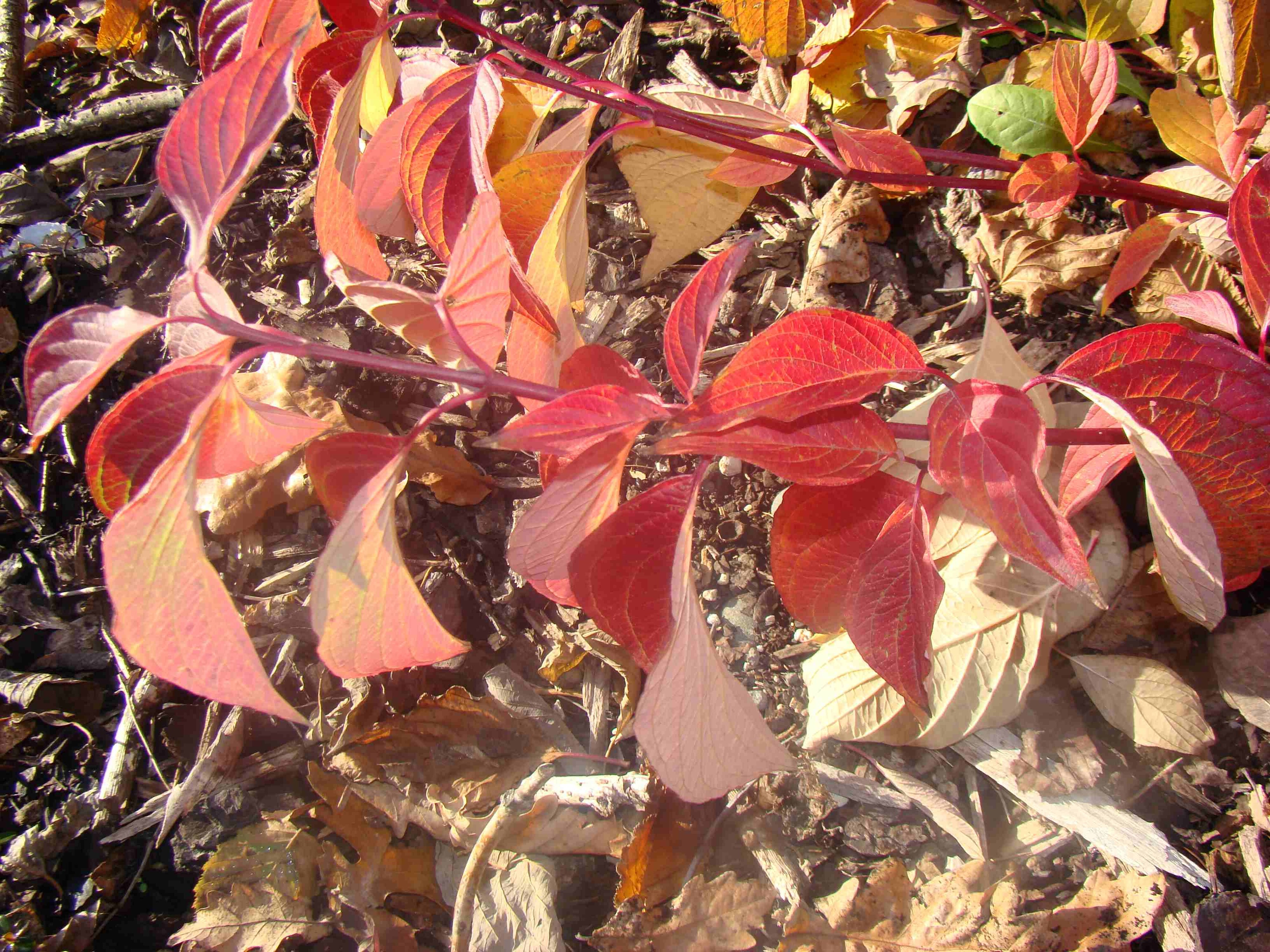 Cornus alba Sibirica 2