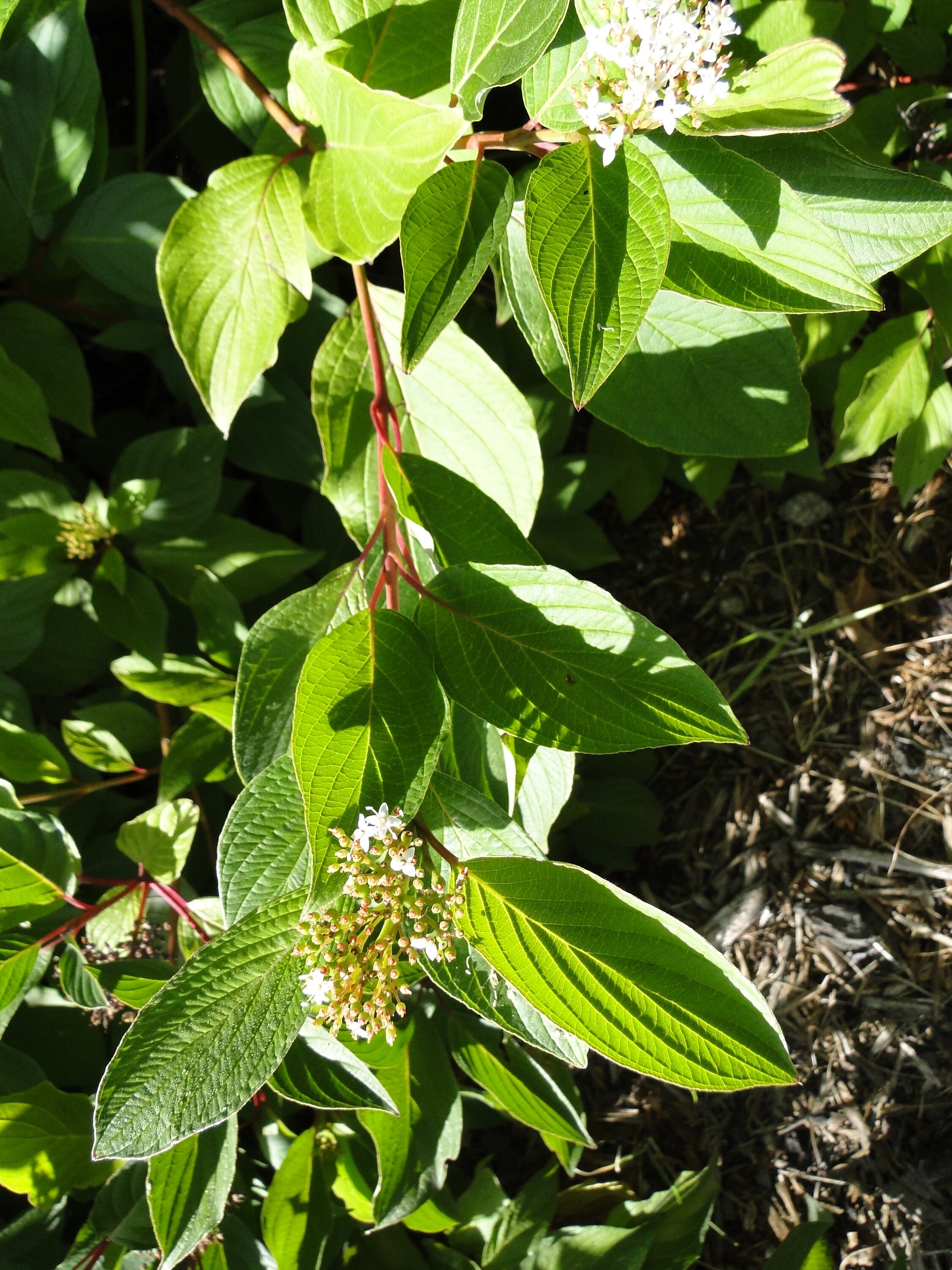 Cornus alba