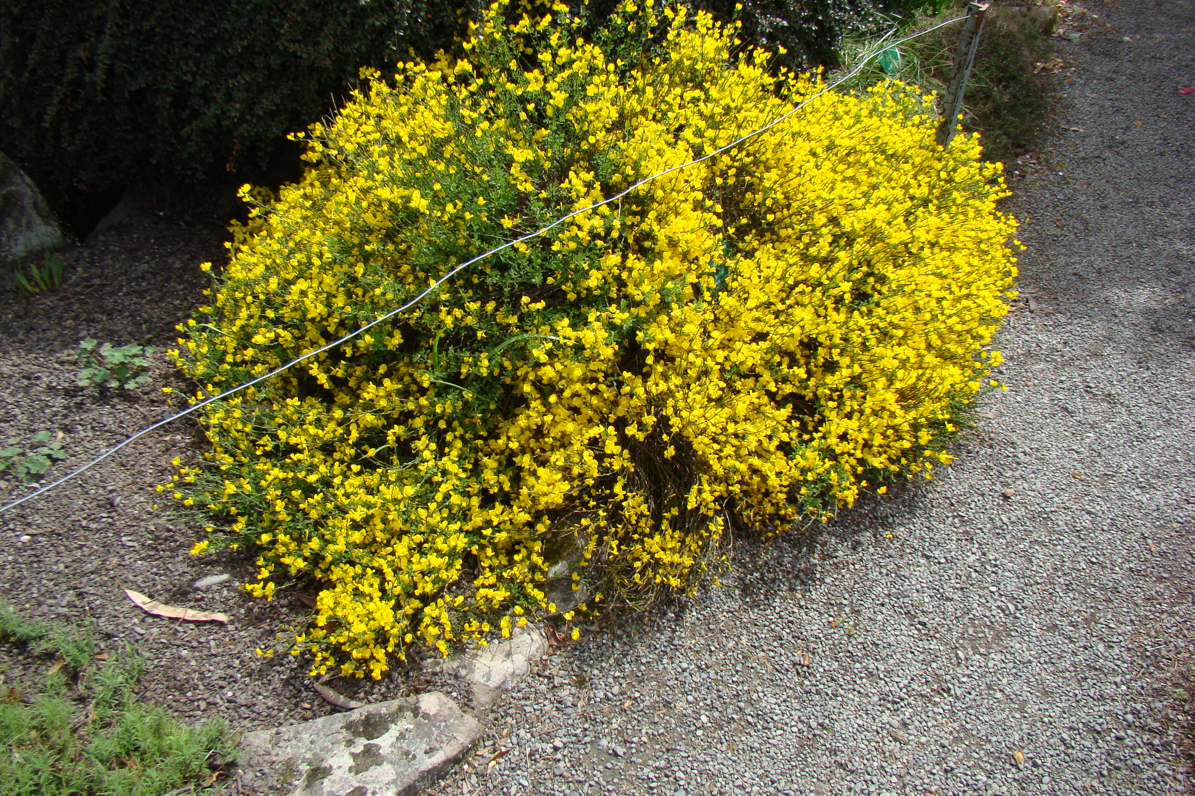 Cytisus X beanii