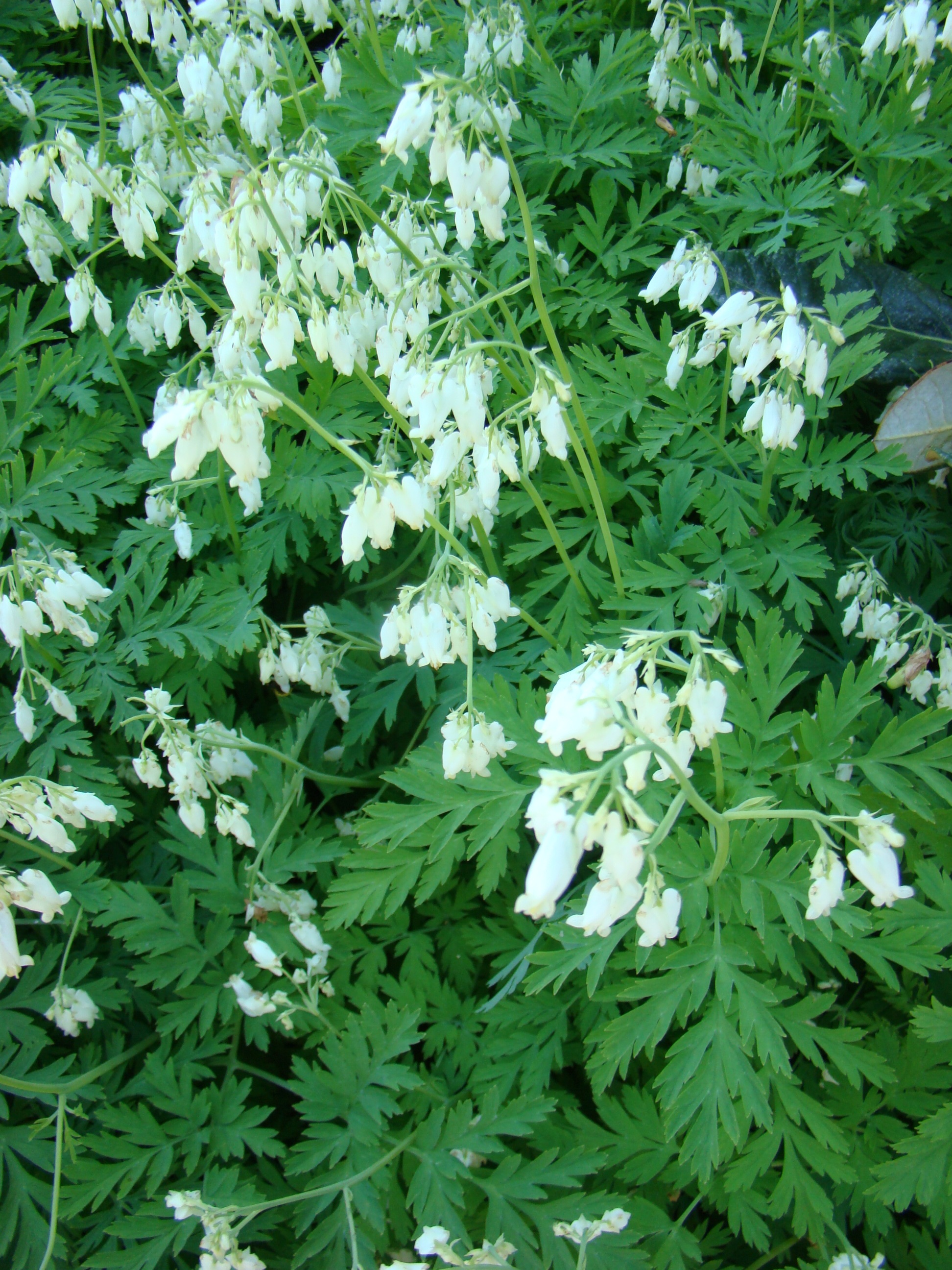 Dicentra exima Alba 2