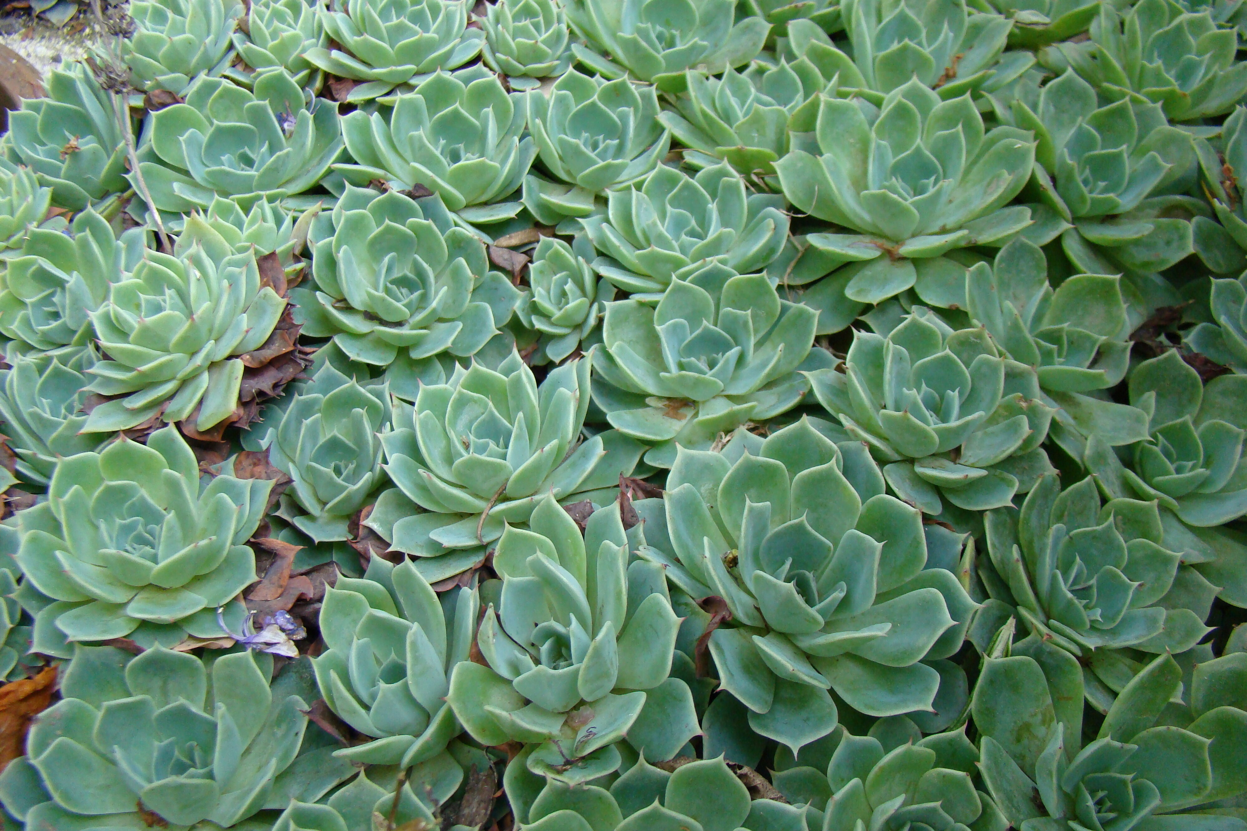 Echieviera simulans 2